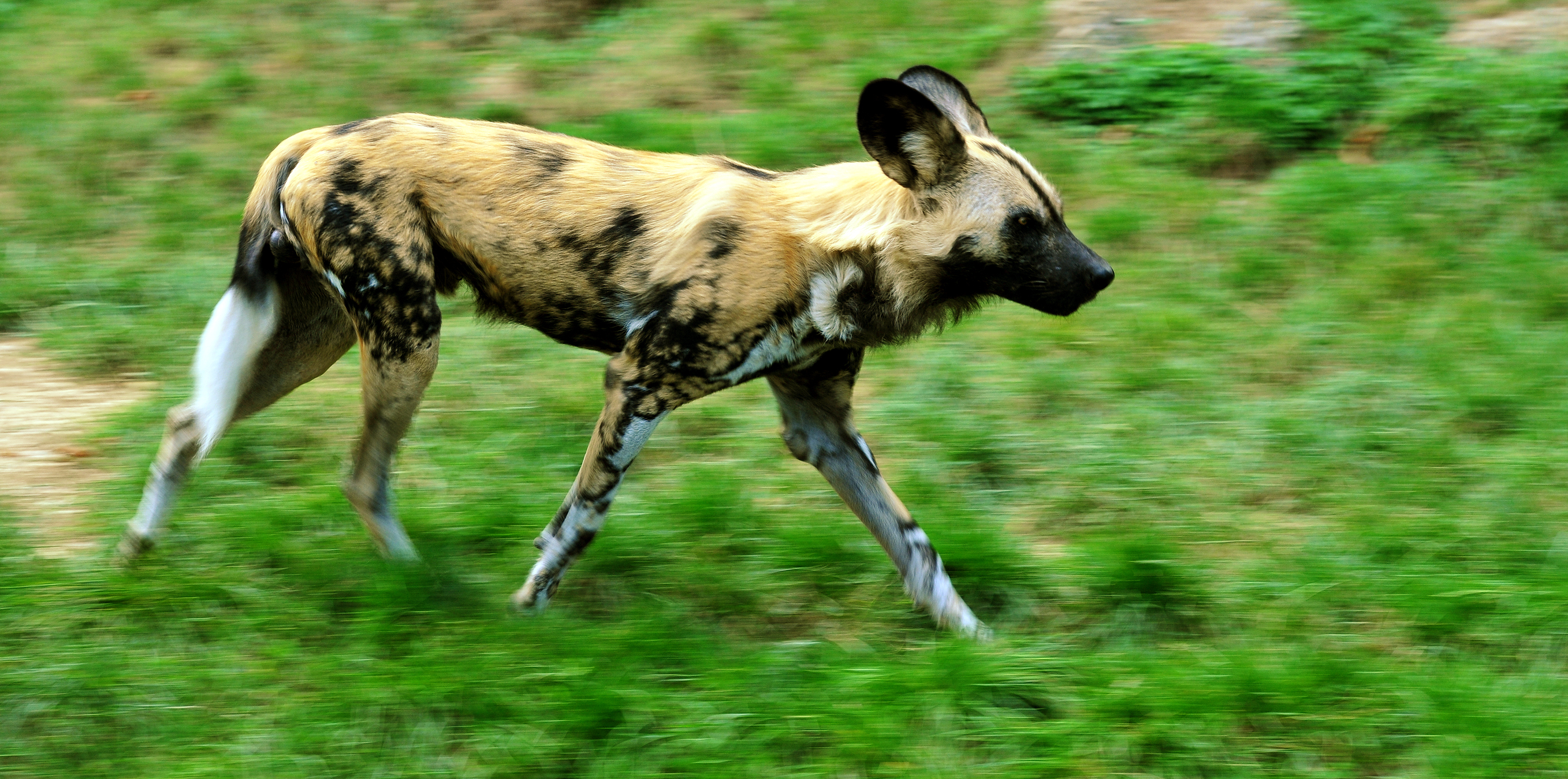 Lycaon pictus running - adjusted