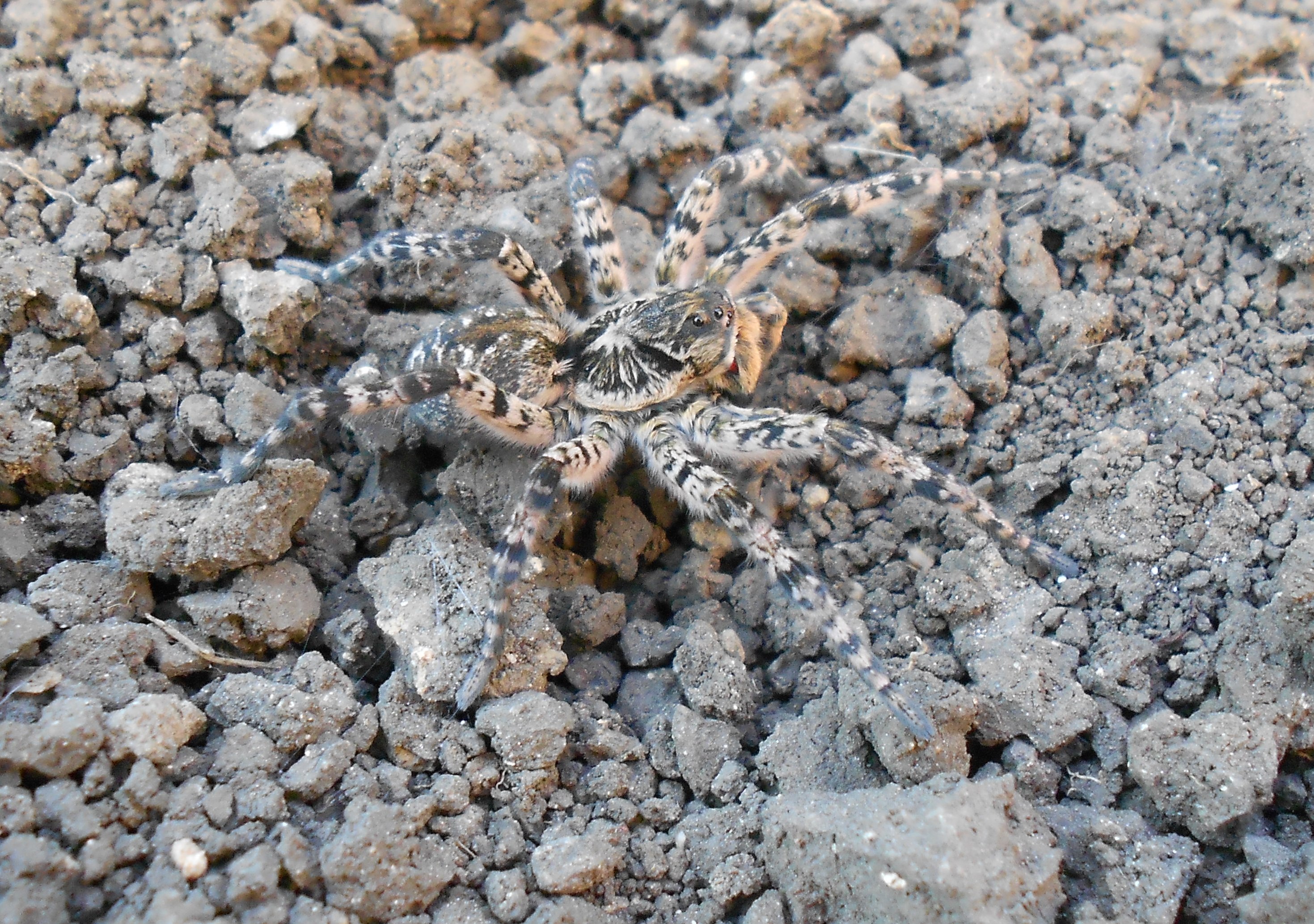 Lycosa singoriensis3