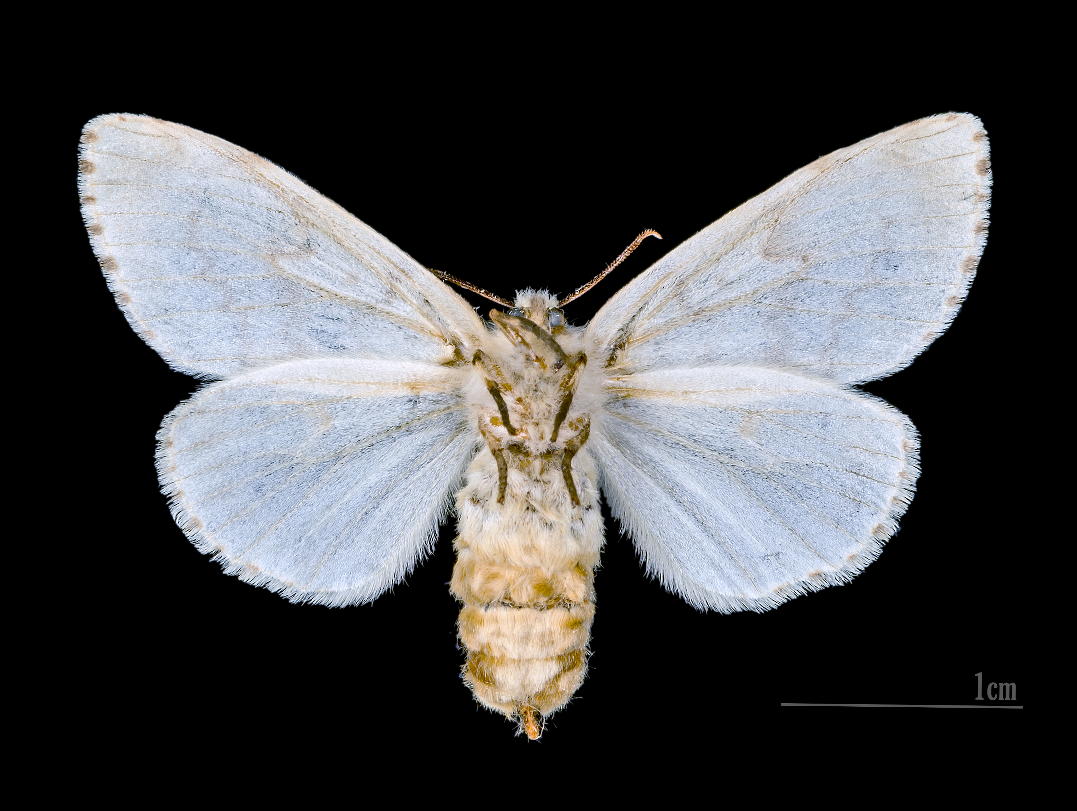 Lymantria dispar MHNT.CUT.2012.0.357 Claix (Isère) Female Ventre