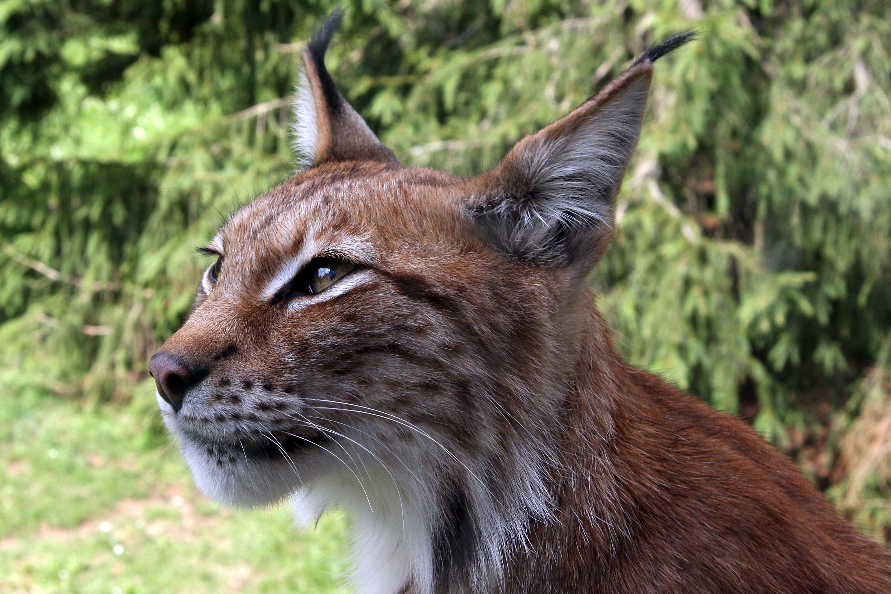 Lynx lynx-4