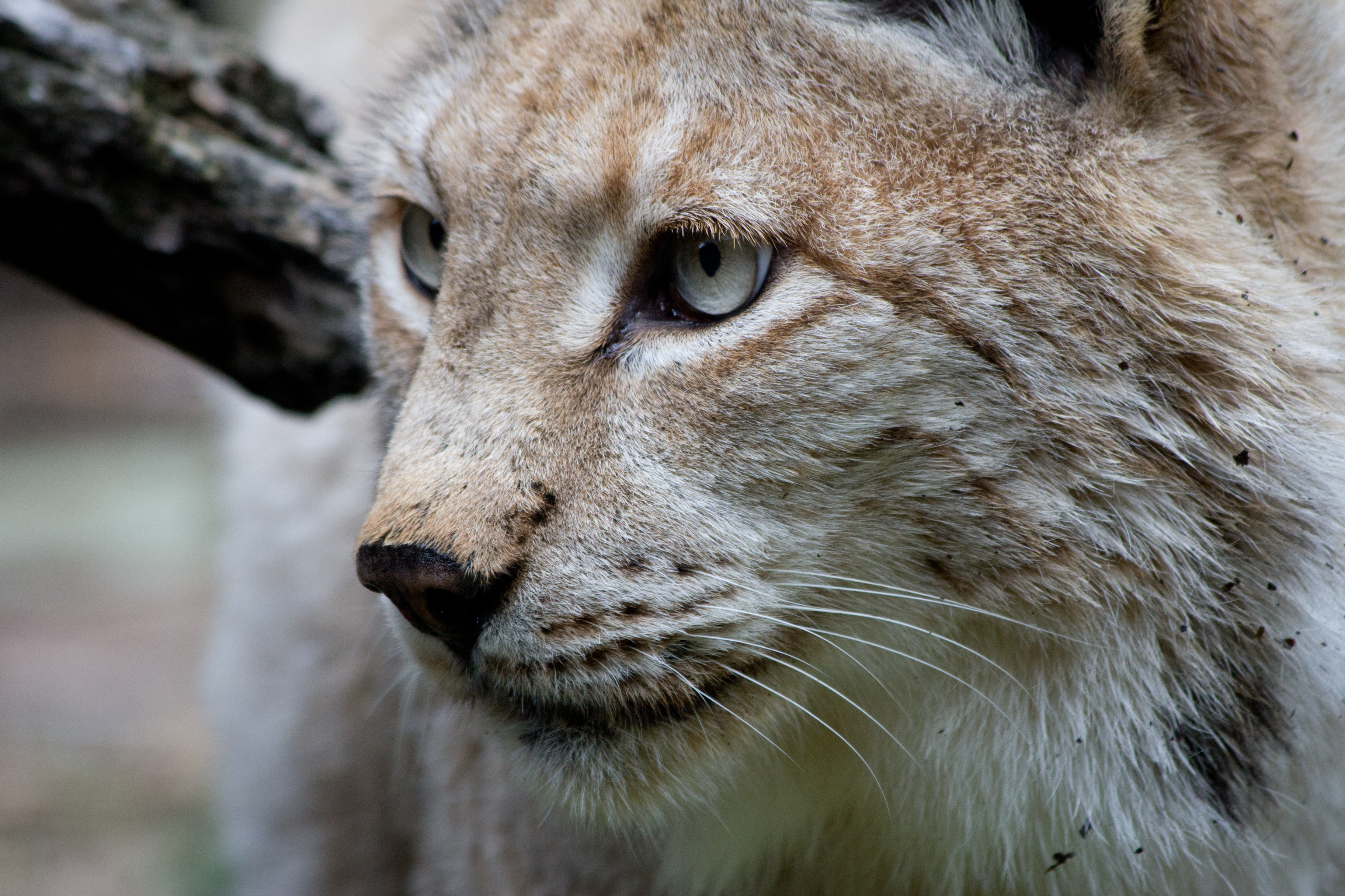 Lynx lynx - 04