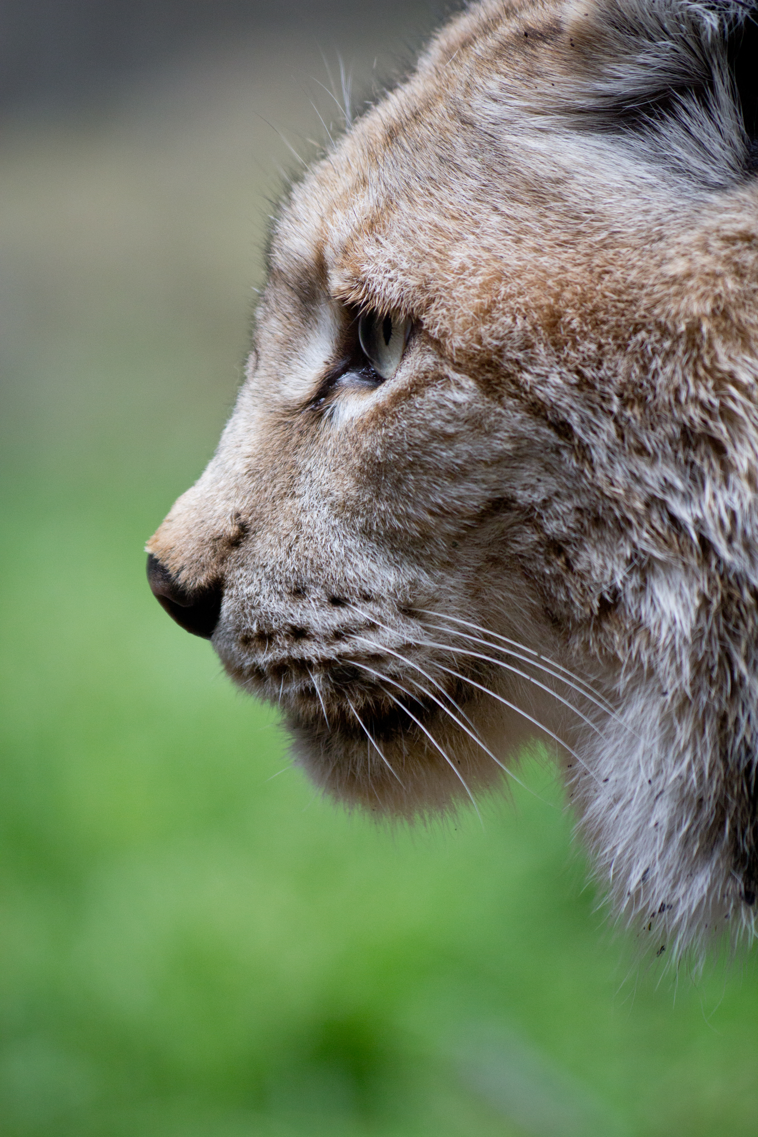 Lynx lynx - 05