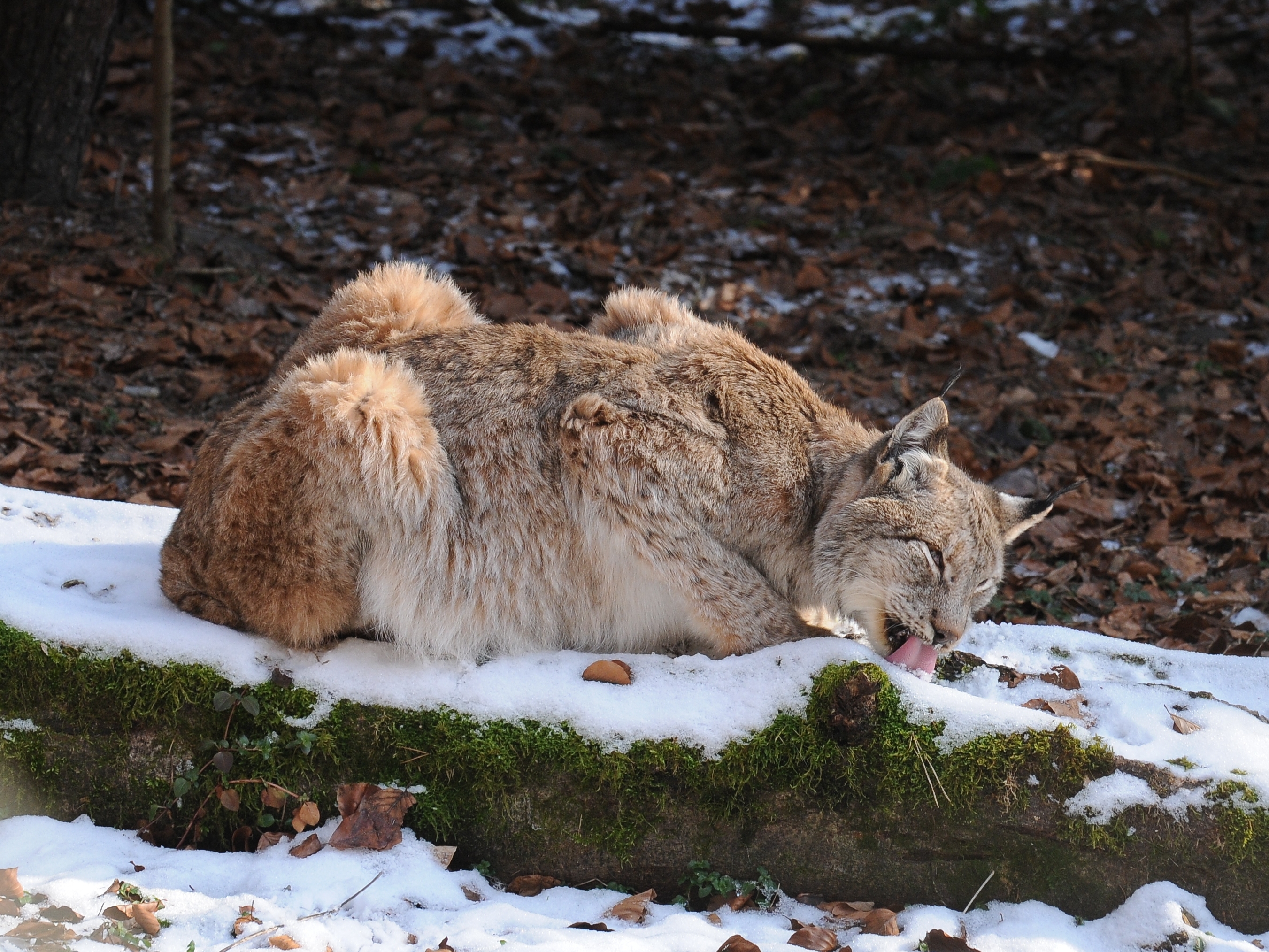 Lynx lynx, Luchs 02