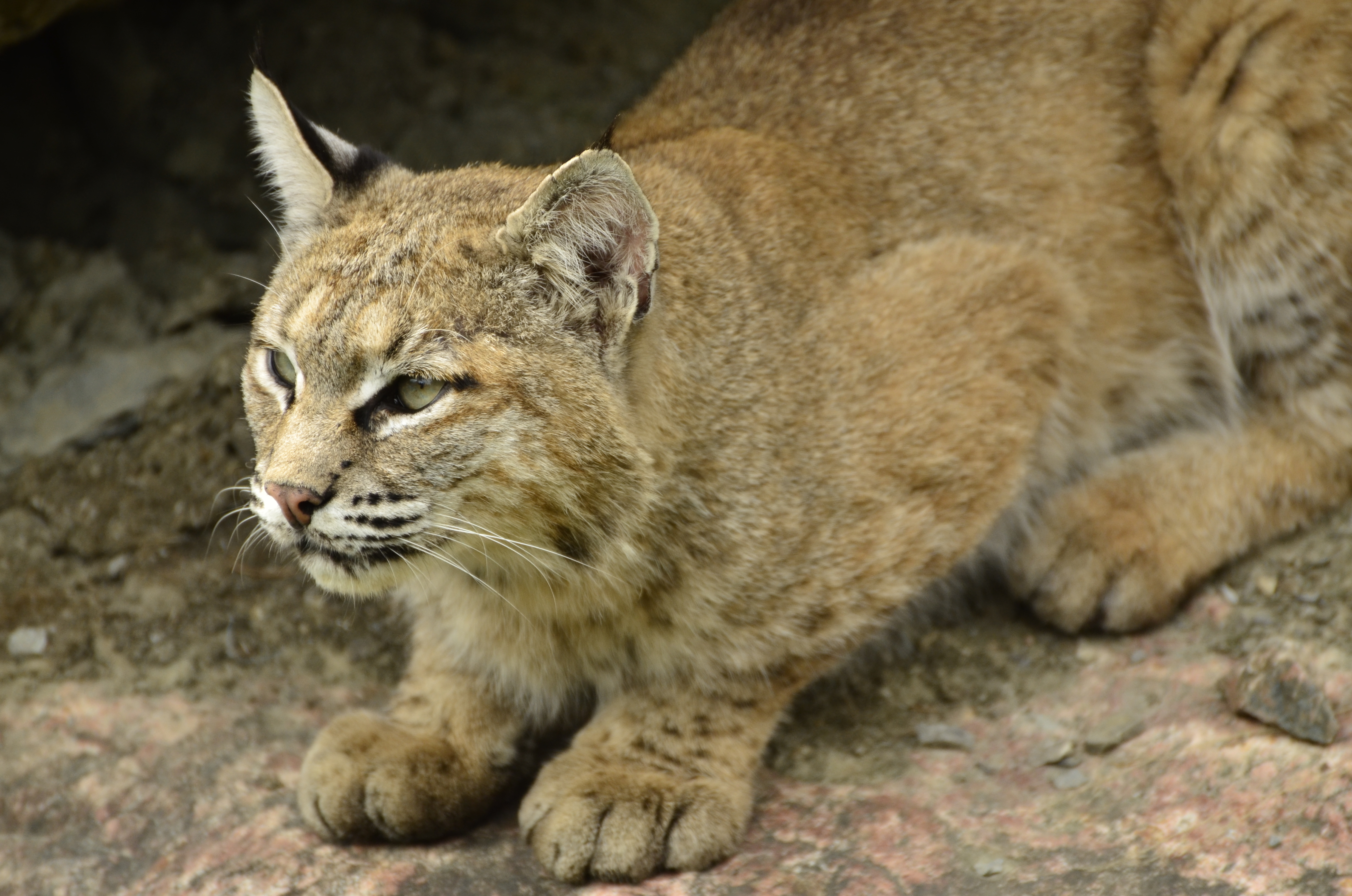Lynx rufus - Zoo Sauvage de Saint-Félicien - 2016-07-19