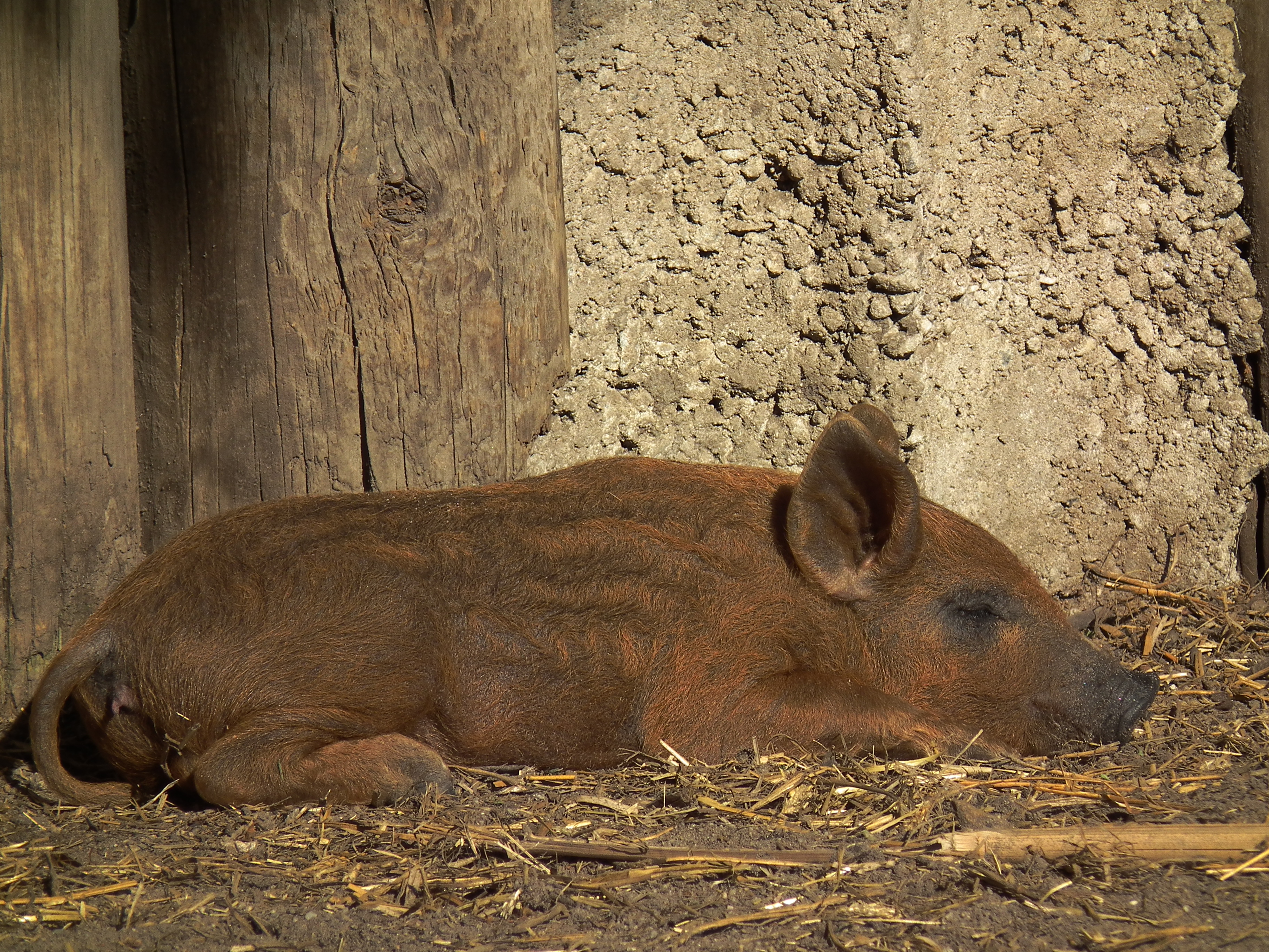 MA Müdes Mangalitza-Ferkel