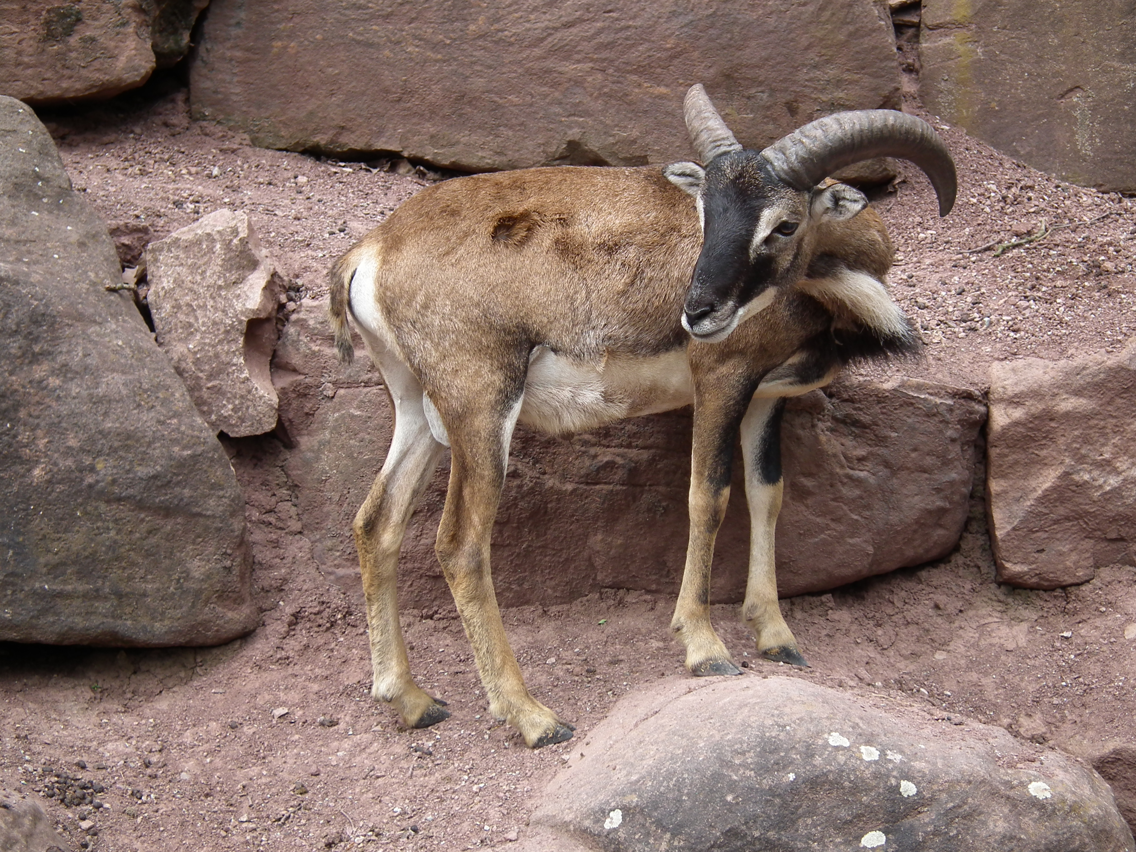 Männlicher Ovis orientalis musimon
