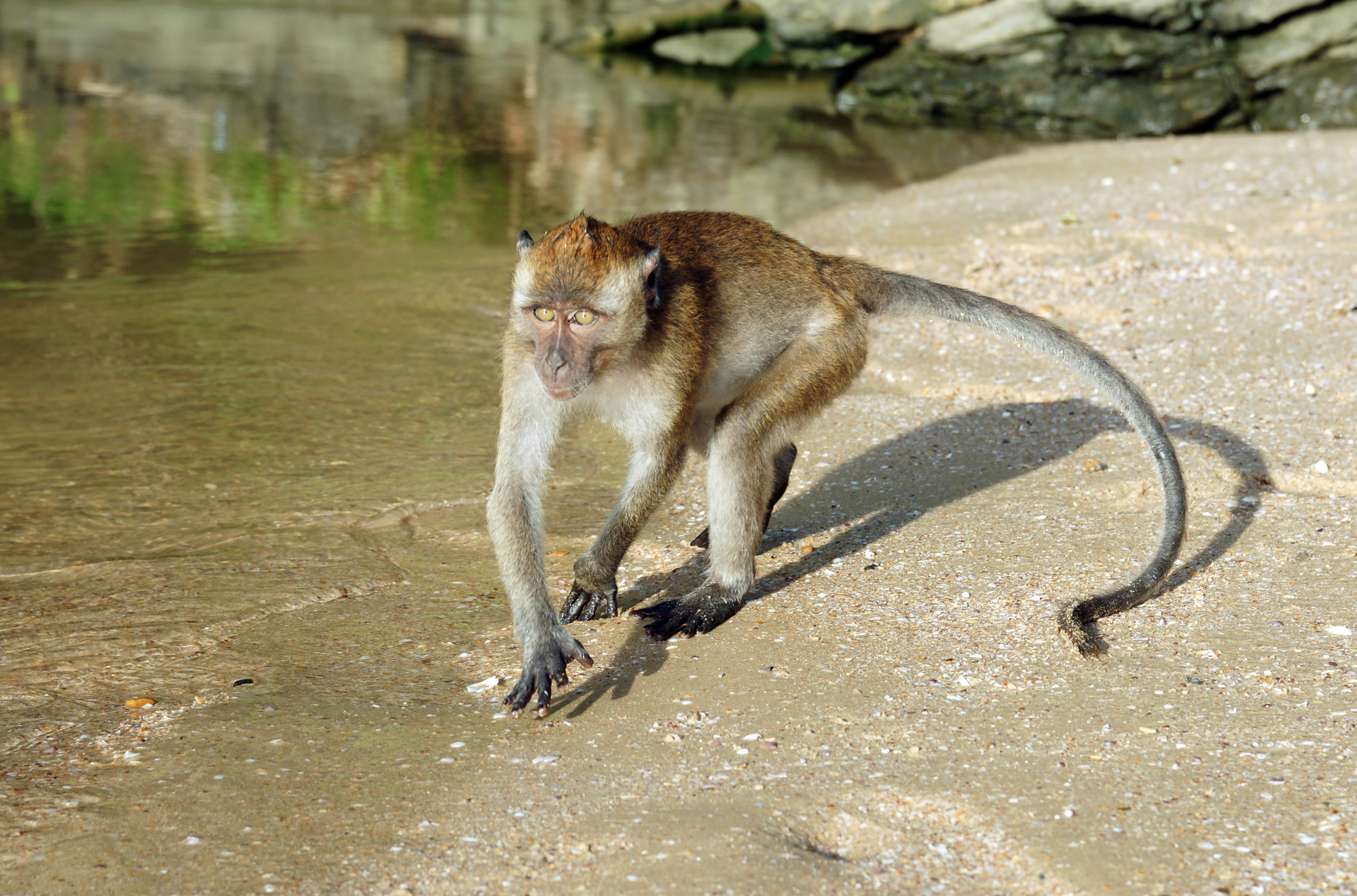 Macaca fascicularis Ao Nang 1