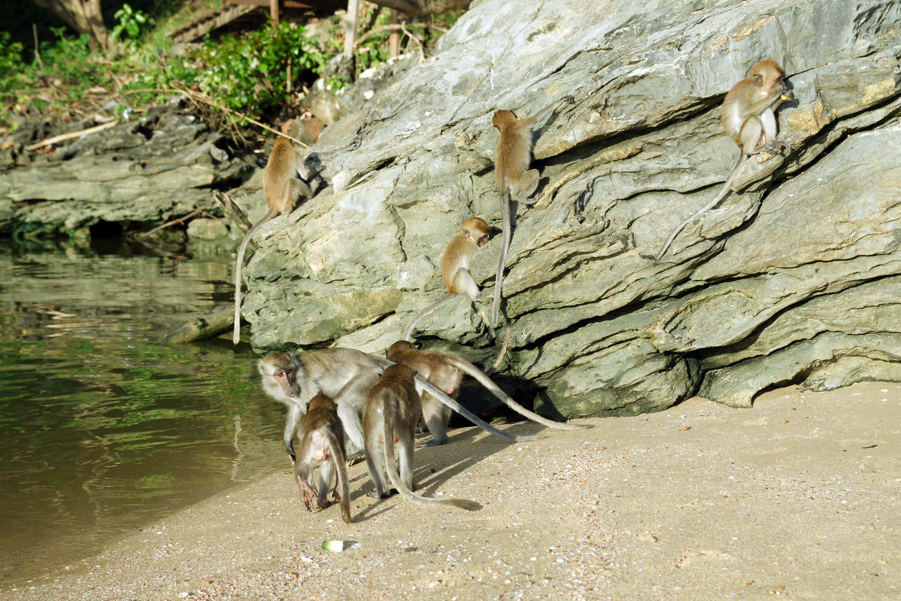 Macaca fascicularis Ao Nang 4