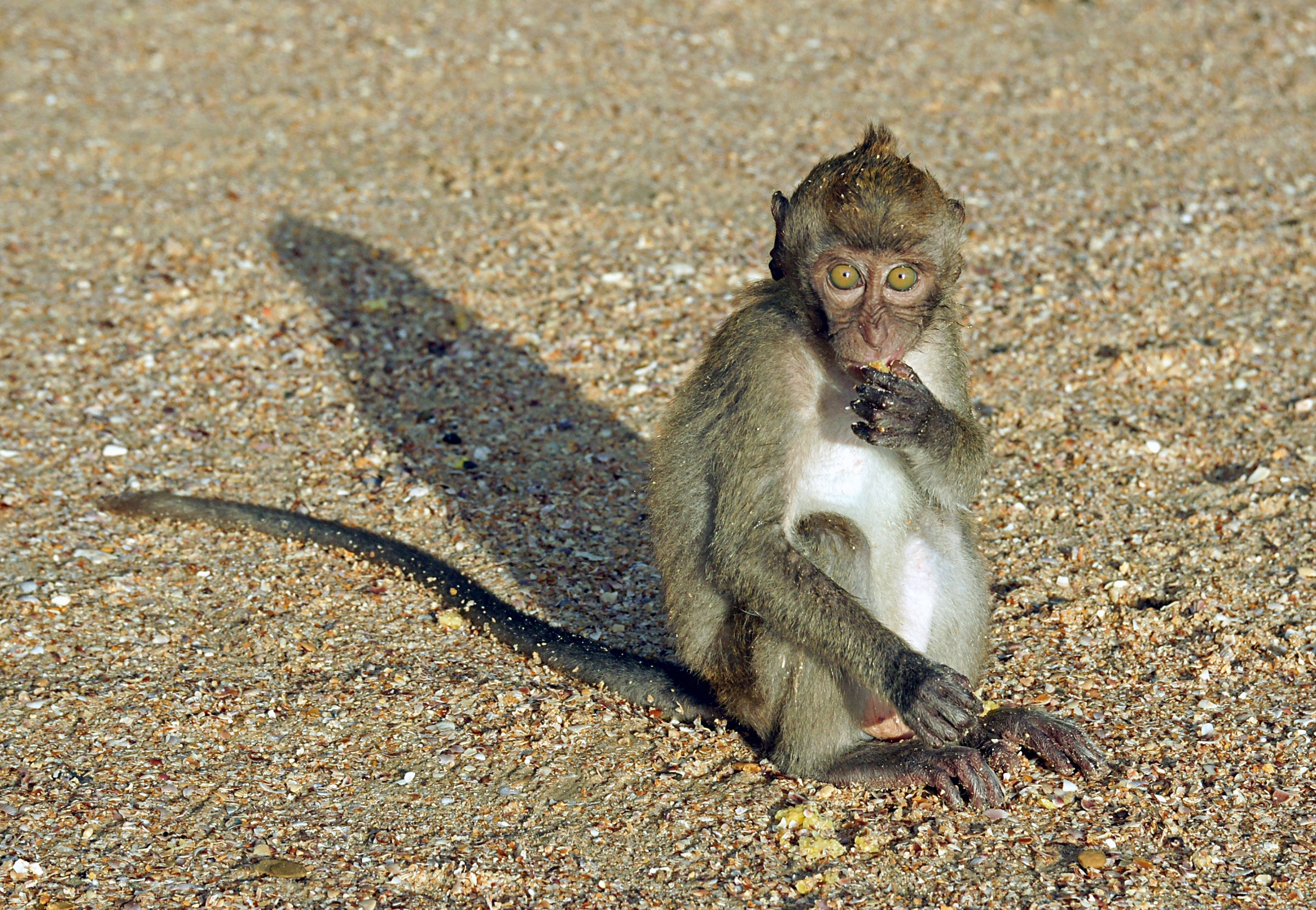 Macaca fascicularis Ao Nang 5