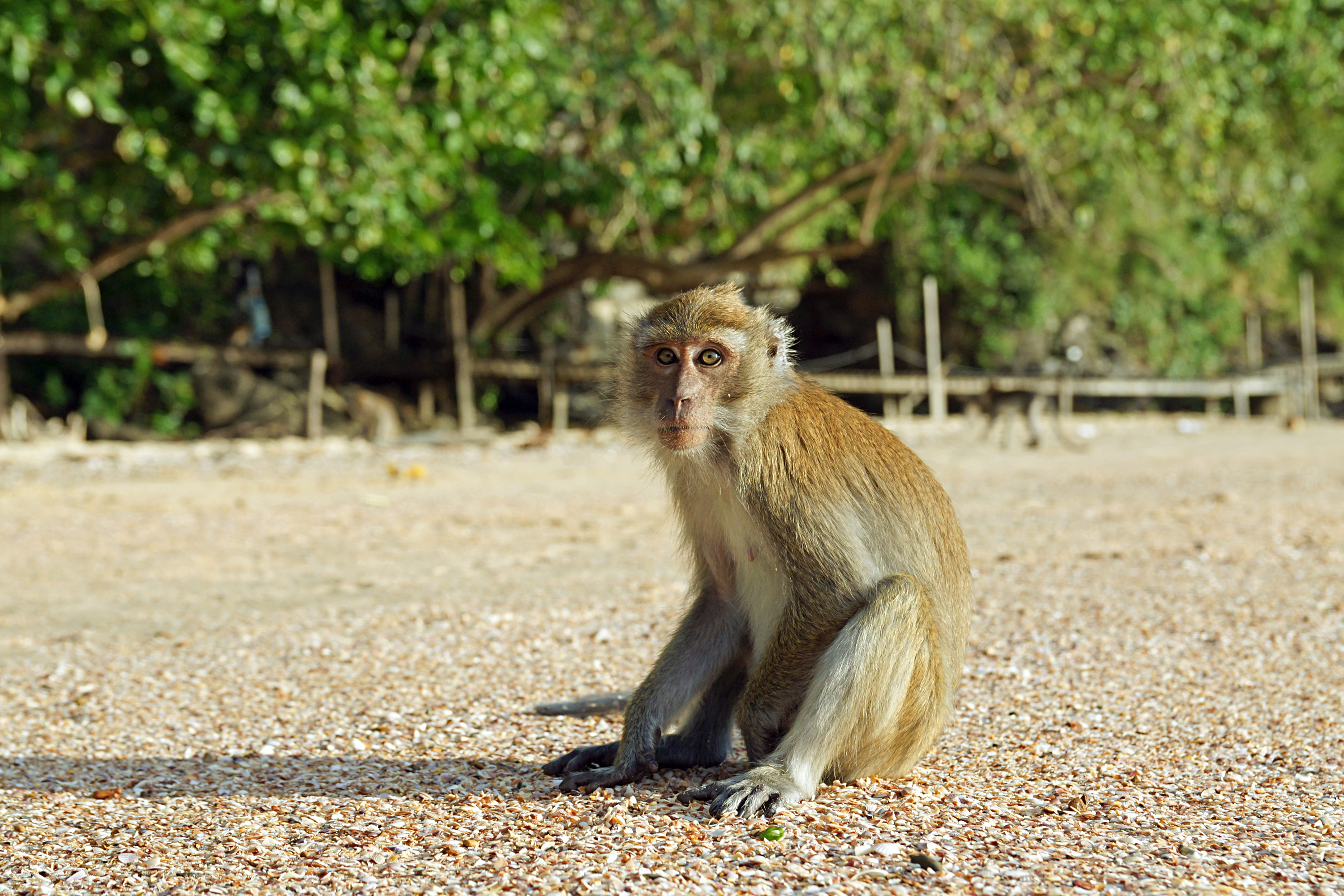 Macaca fascicularis Ao Nang 6