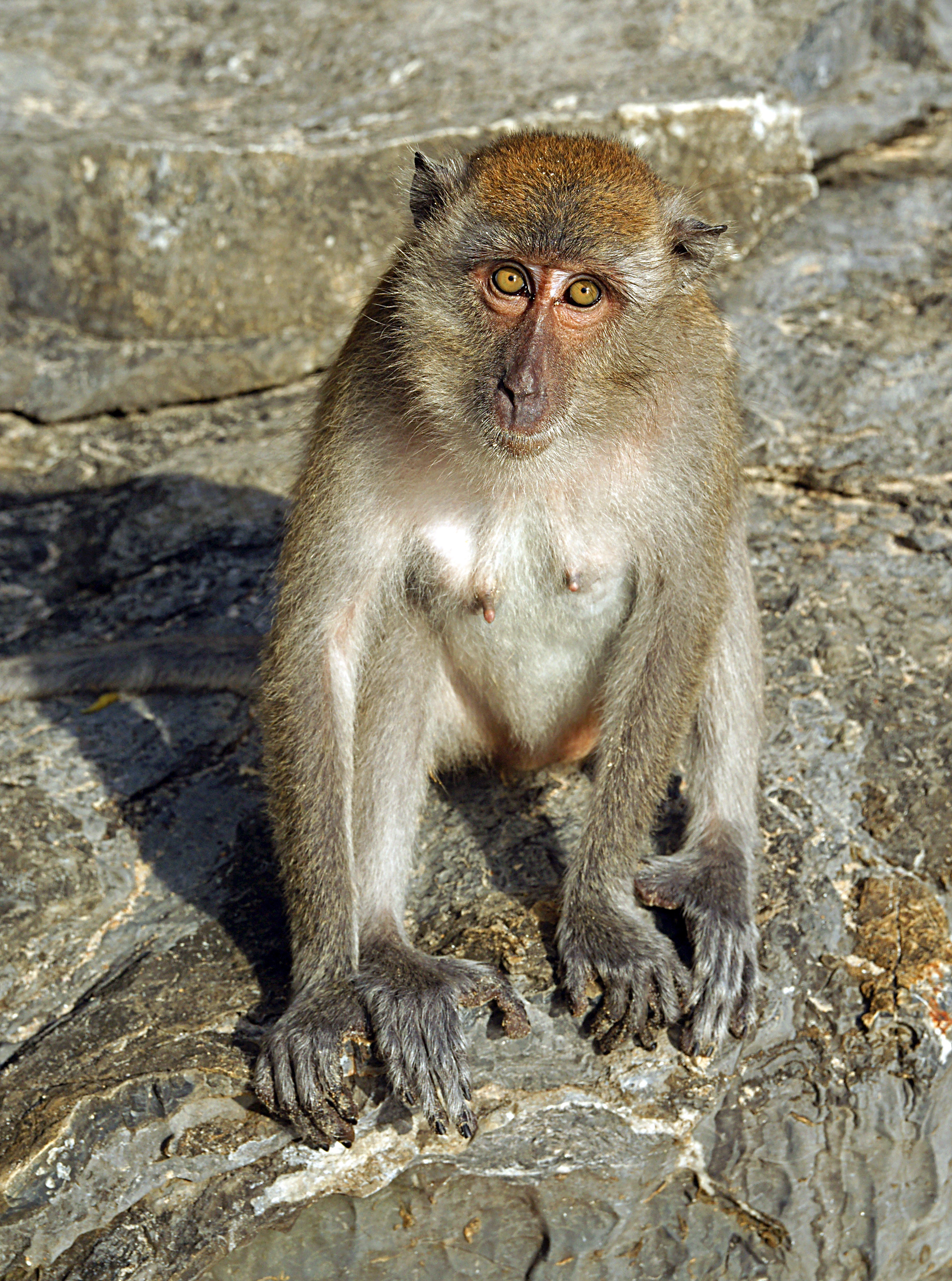 Macaca fascicularis Ao Nang 7