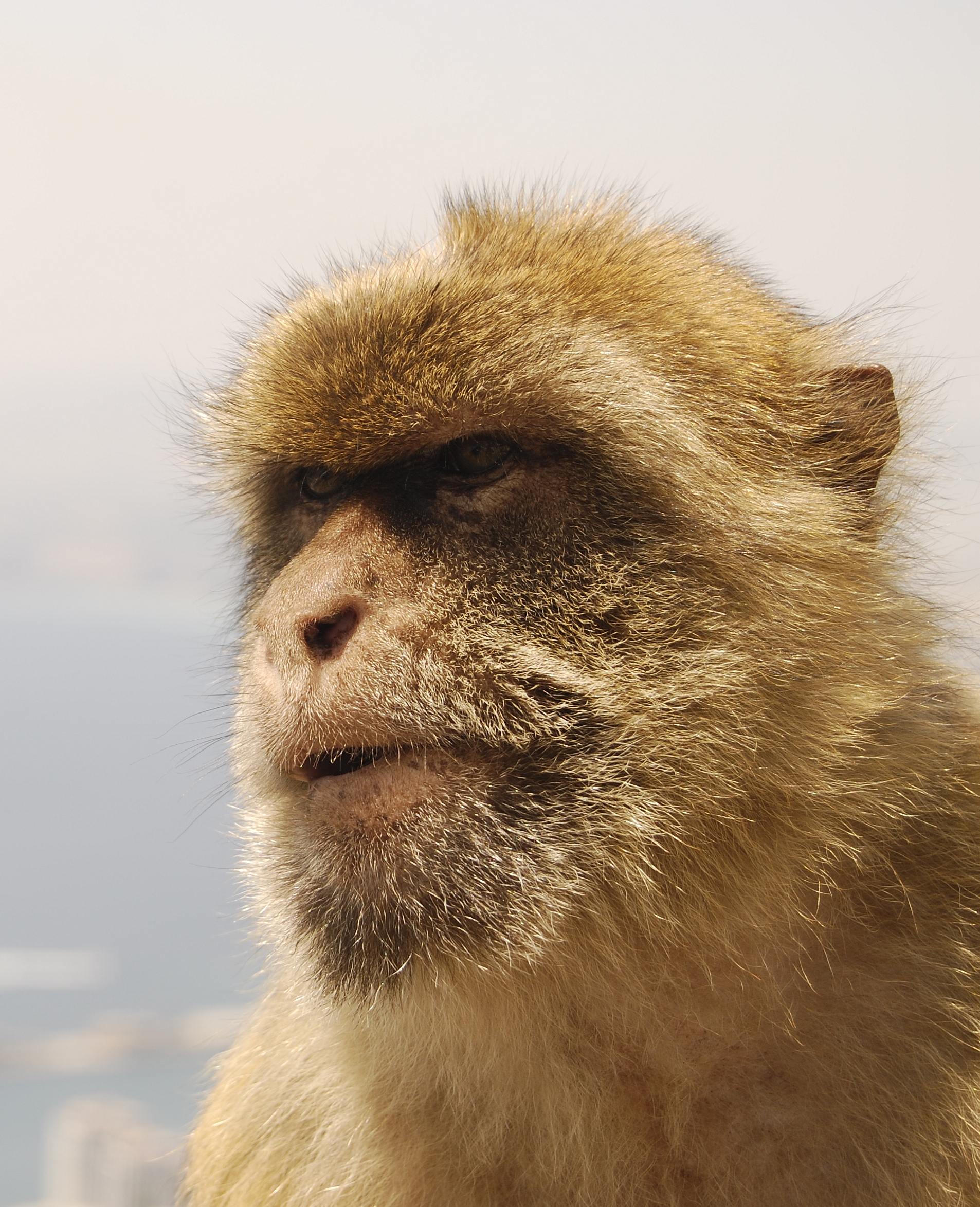 Macaca sylvanus head 2011 Gibraltar