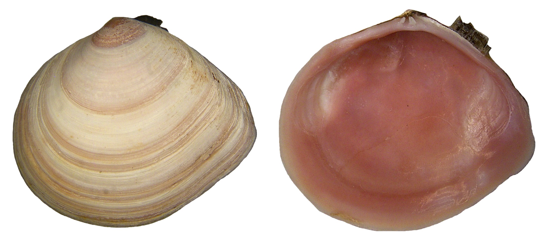 Macoma baltica (Linné, 1758) (3062603305)