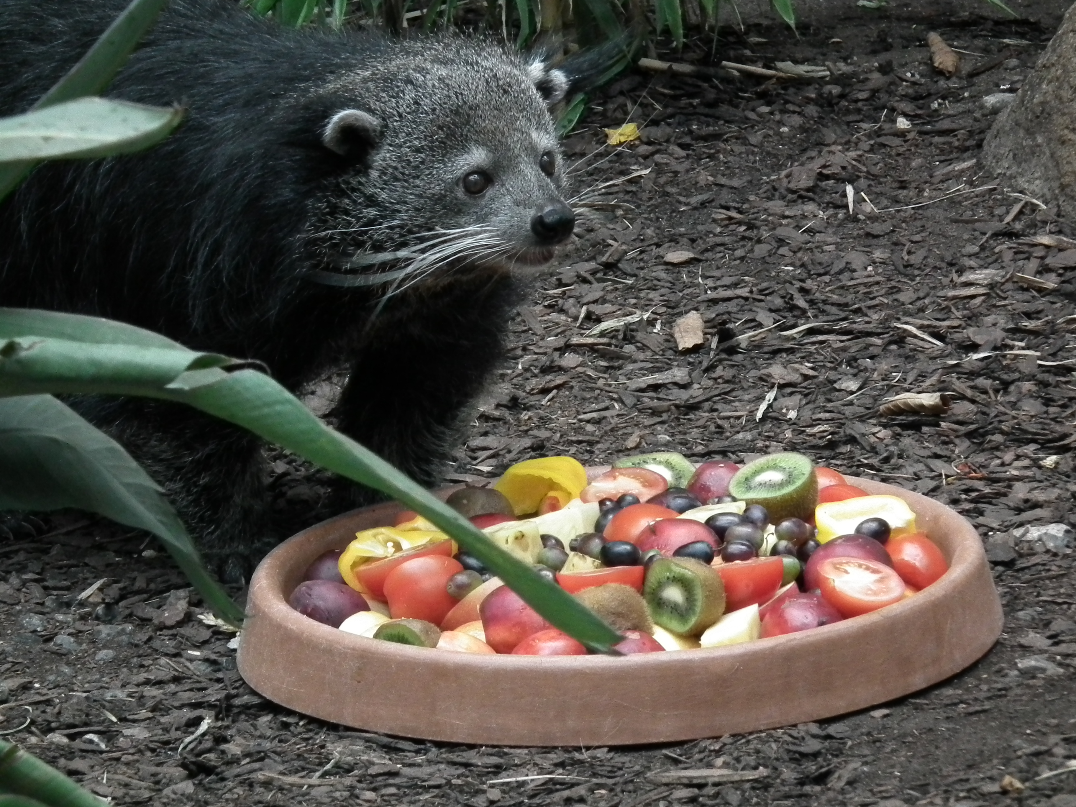 Mahlzeit für einen Binturong