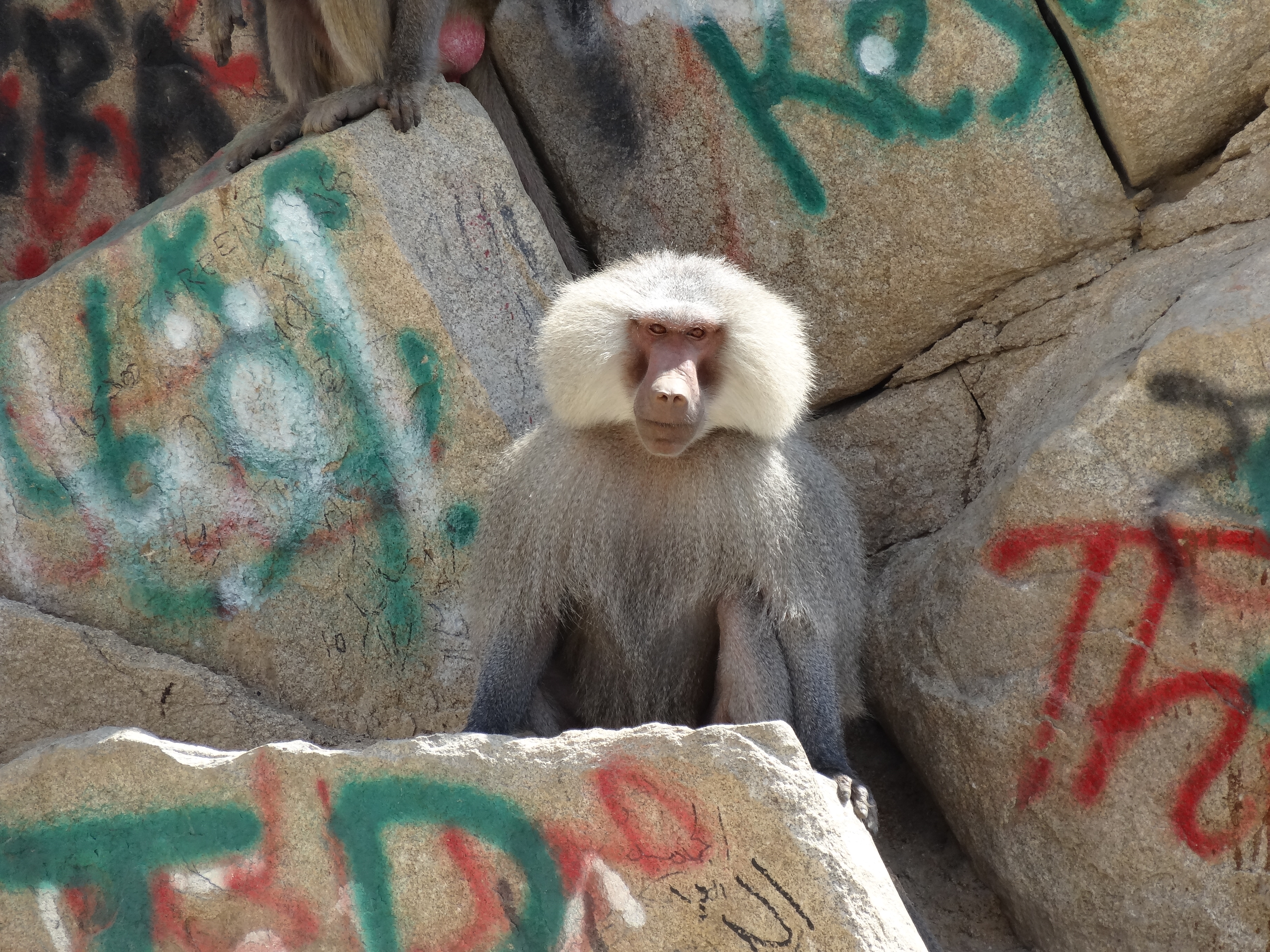Male Hamadryas Baboon (8083272483)