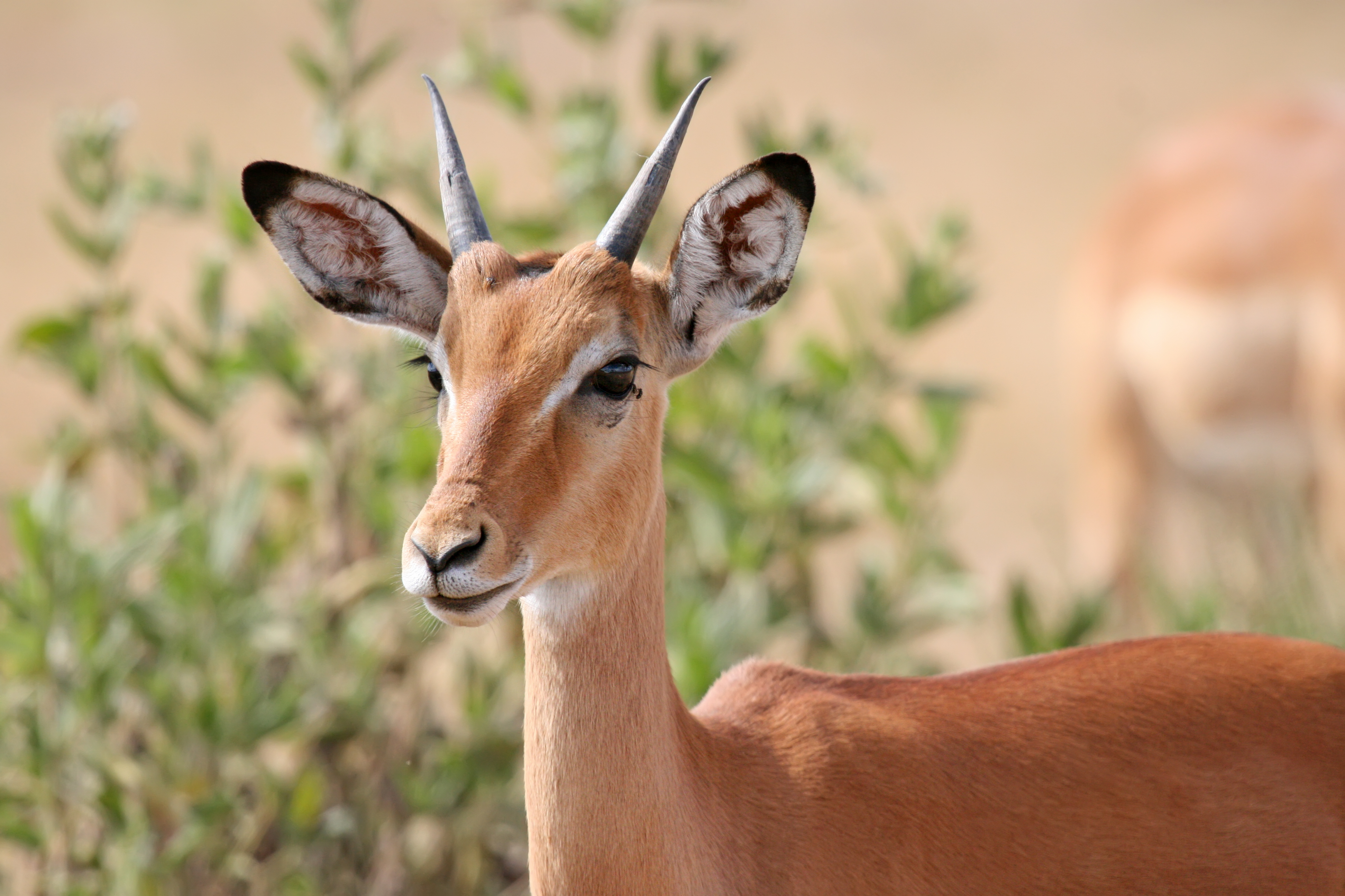 Male impala headshot