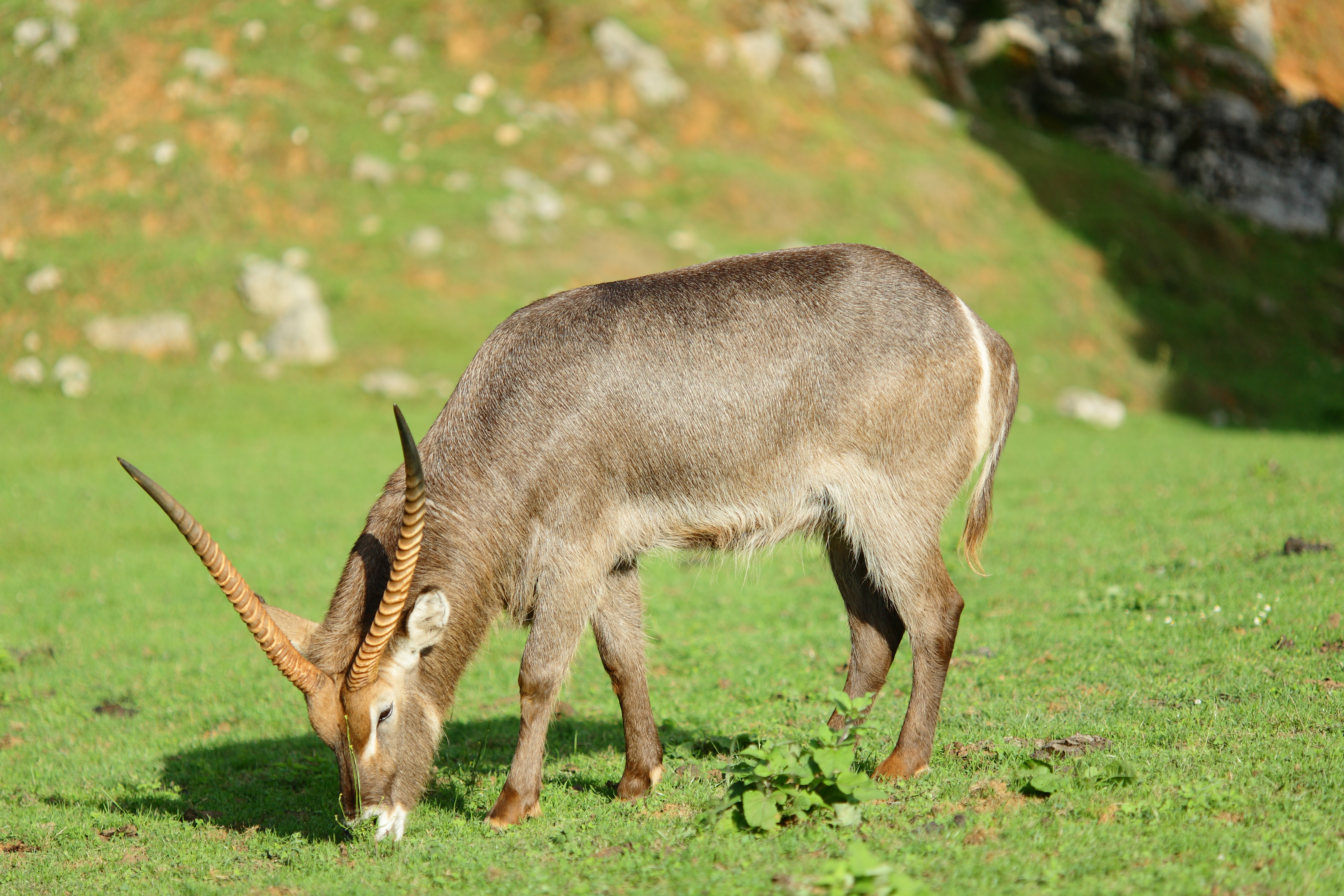 Male Kobus ellipsiprymnus at Cabacerno