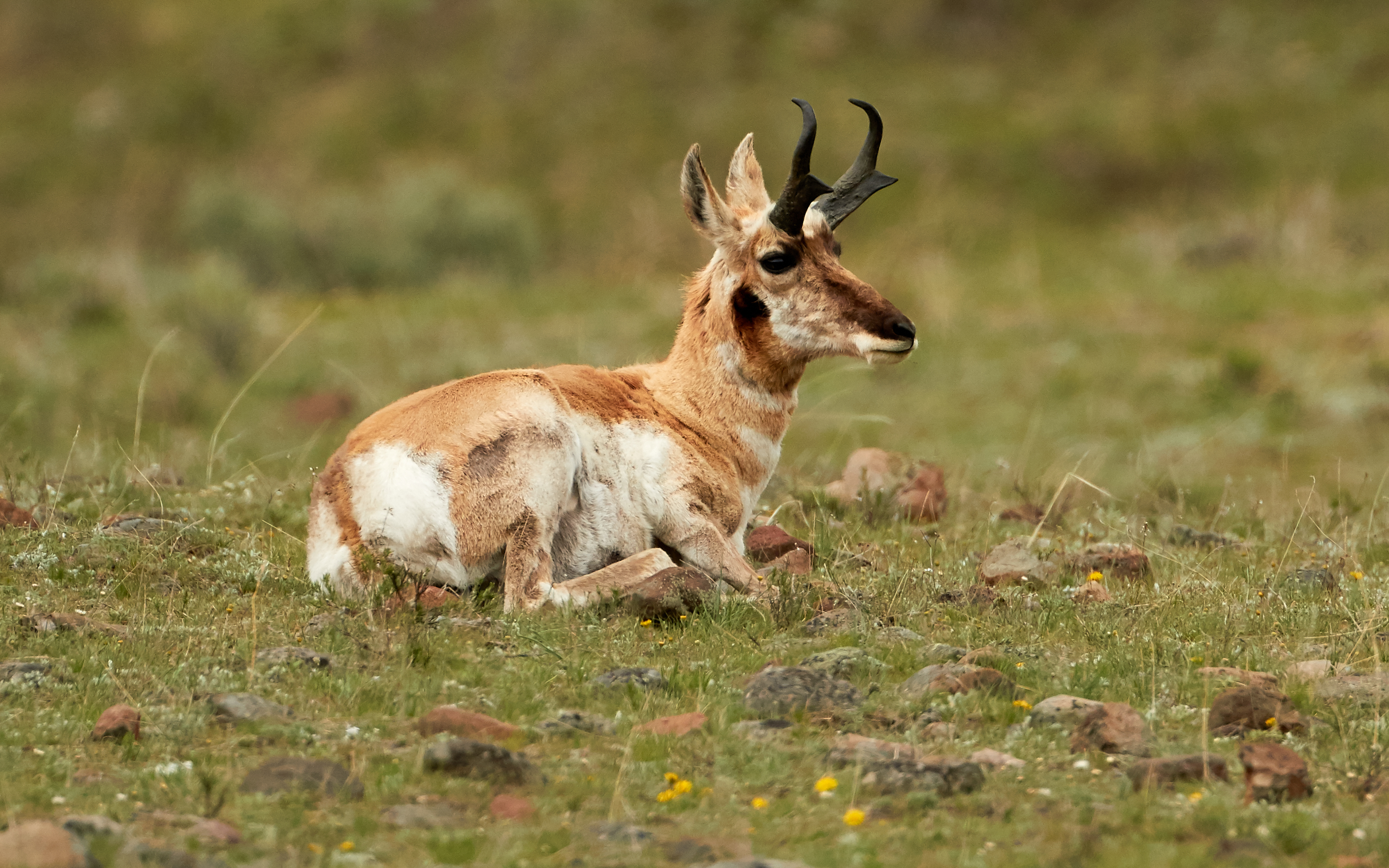 Male pronghorn, resting