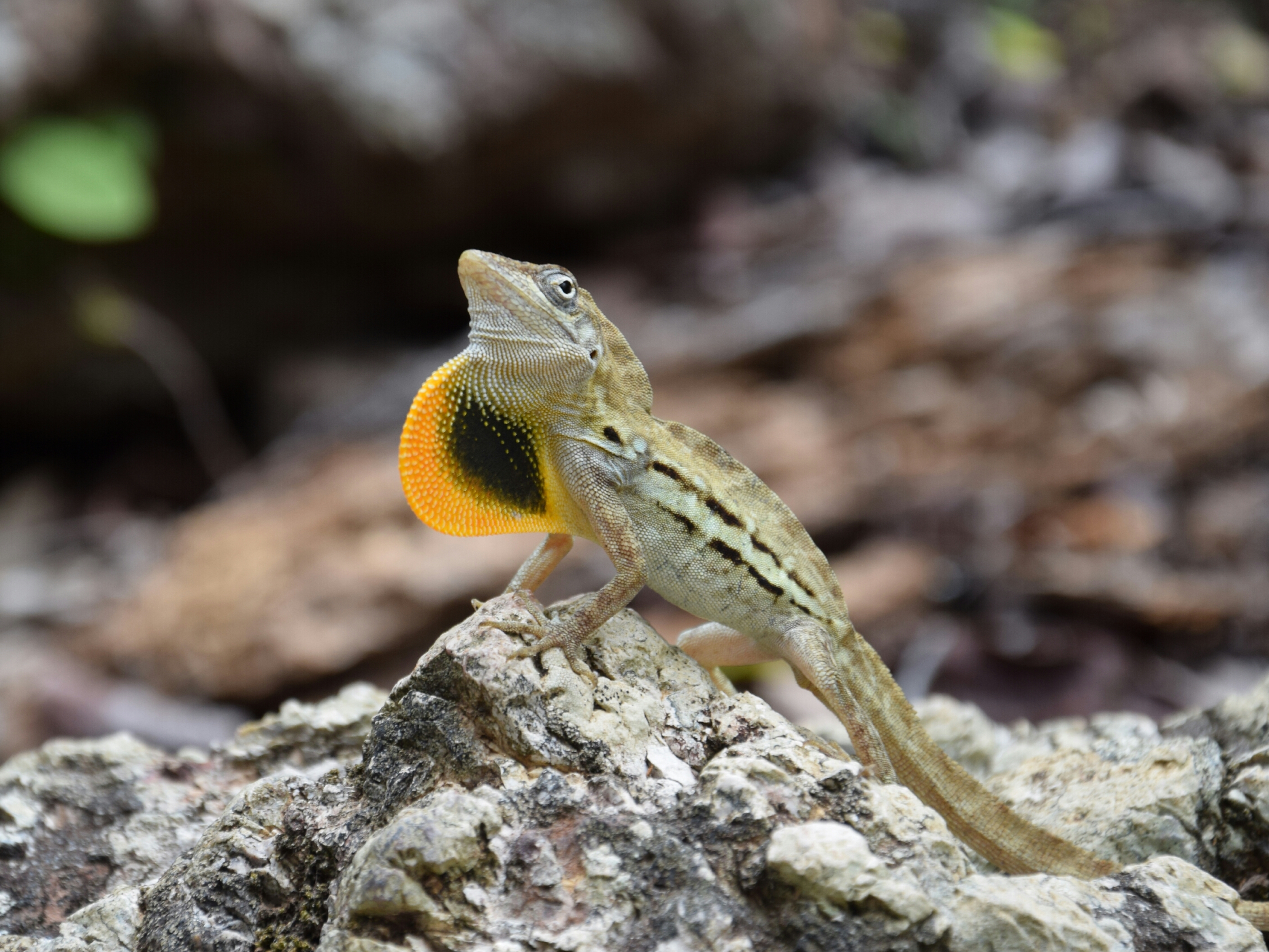 Male striped anole (Anolis lineatus) displaying dewlap