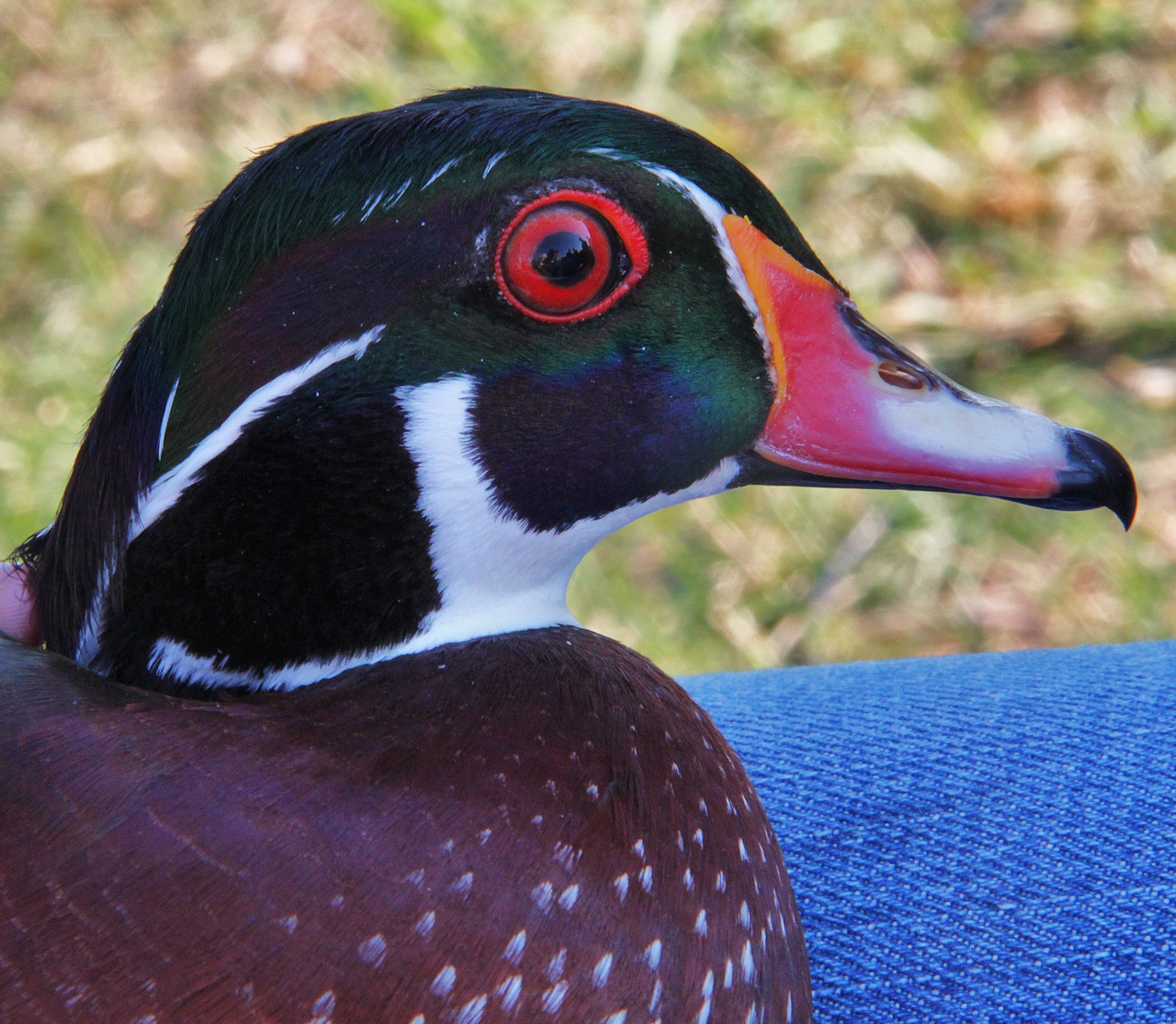 Male wood duck at Missisquoi National Wildlife Refuge (8026620023)