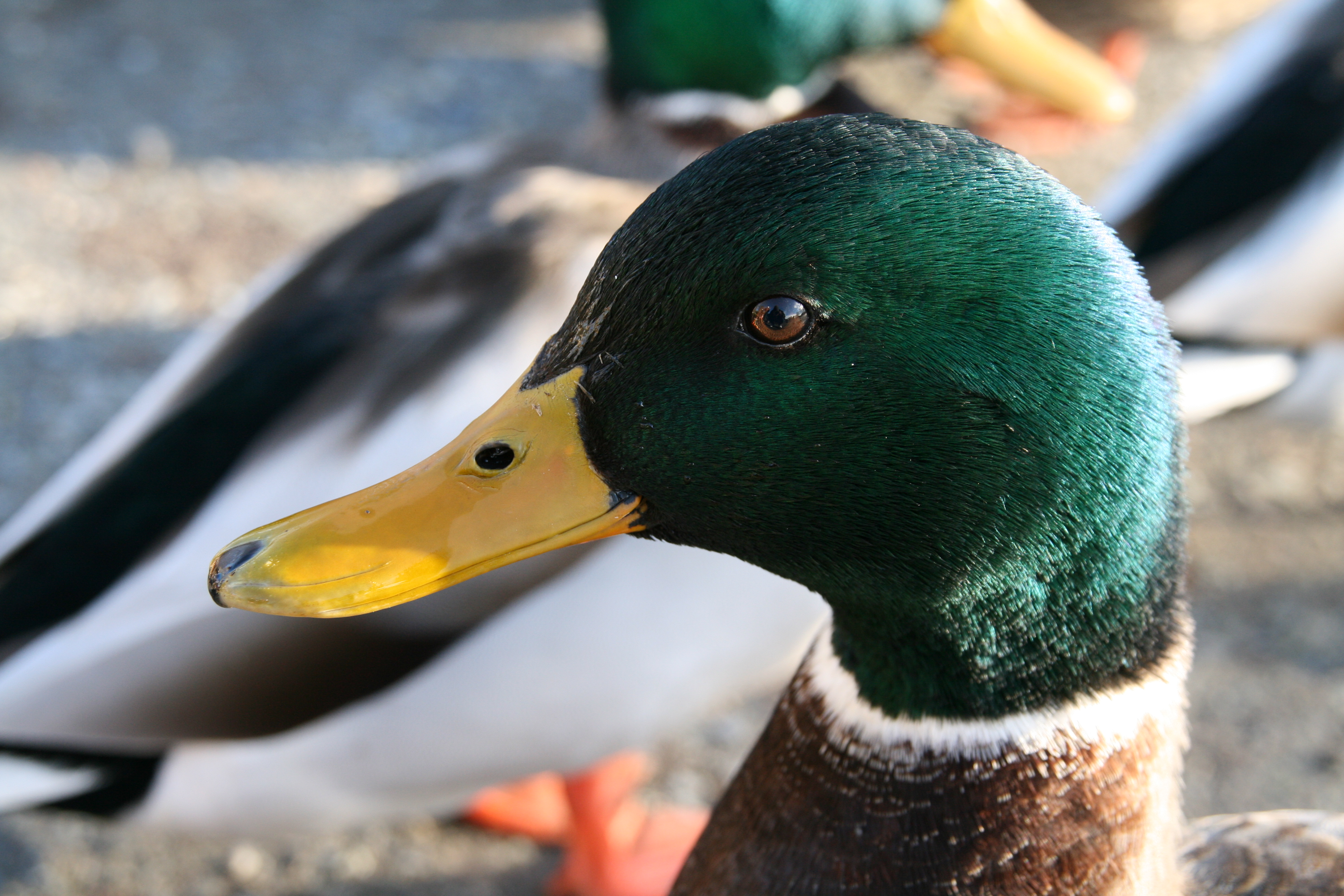 Mallard close-up