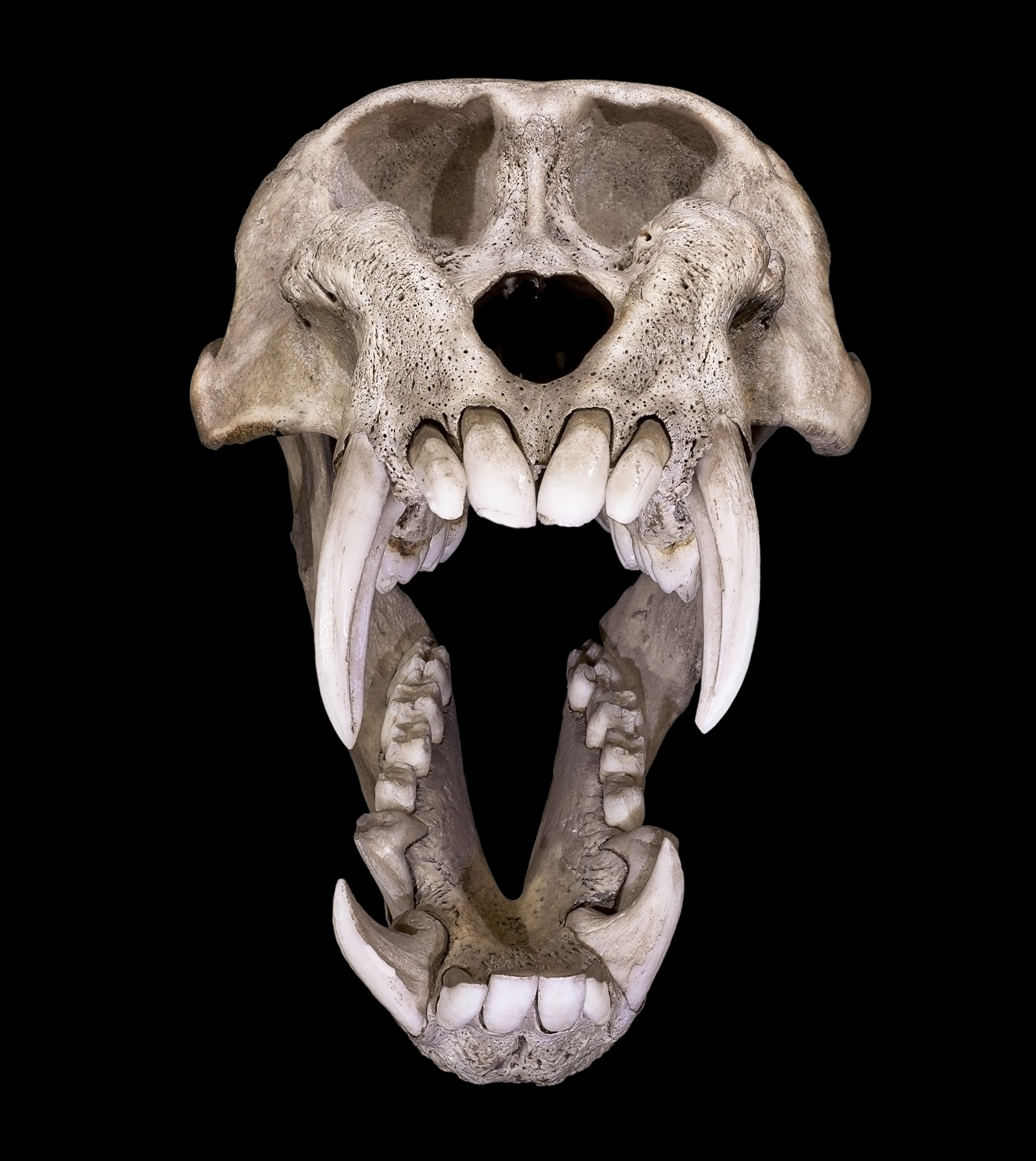 Mandrill face4