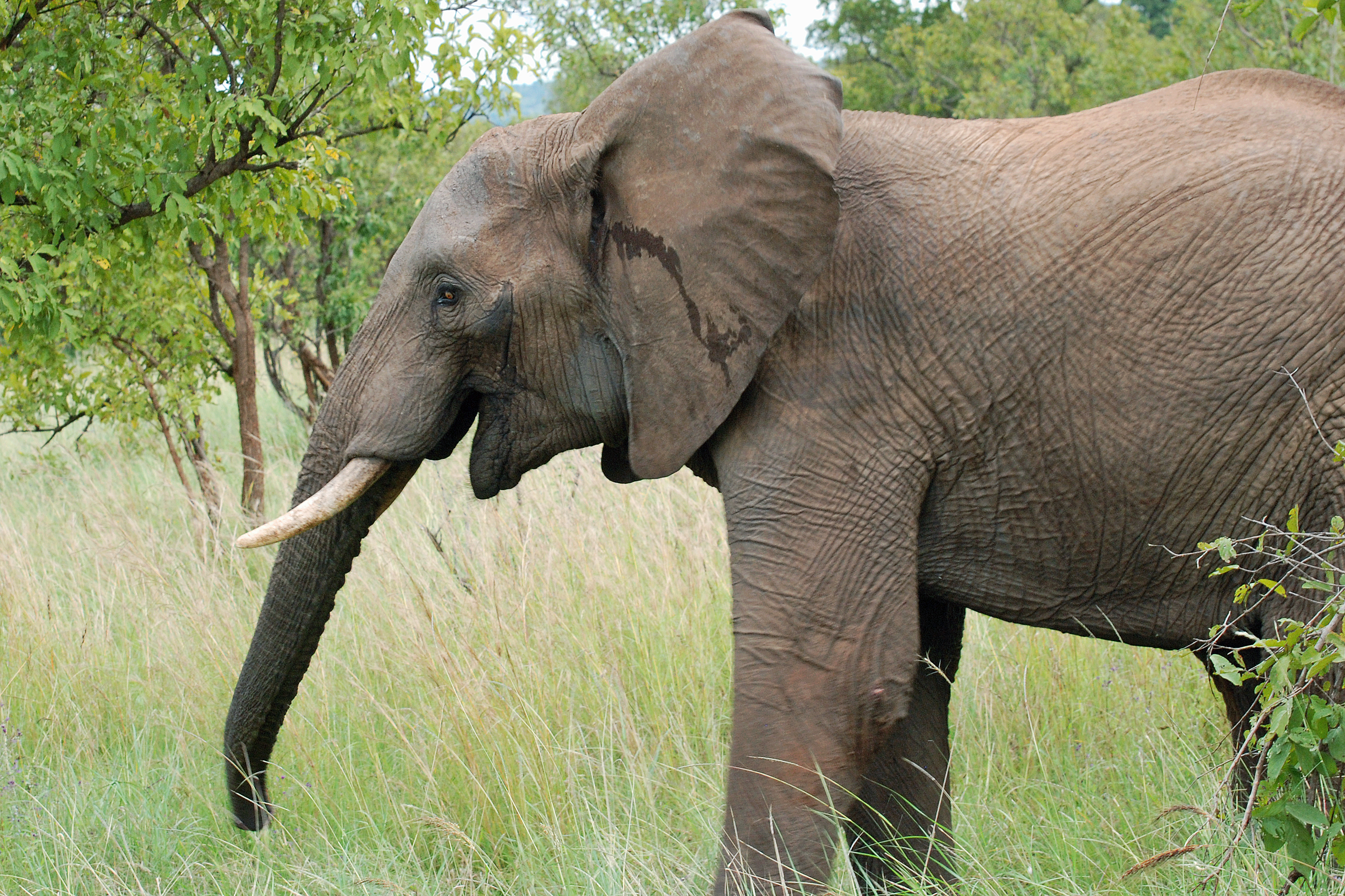 Manyara 2012 05 29 2111 (7482101028)