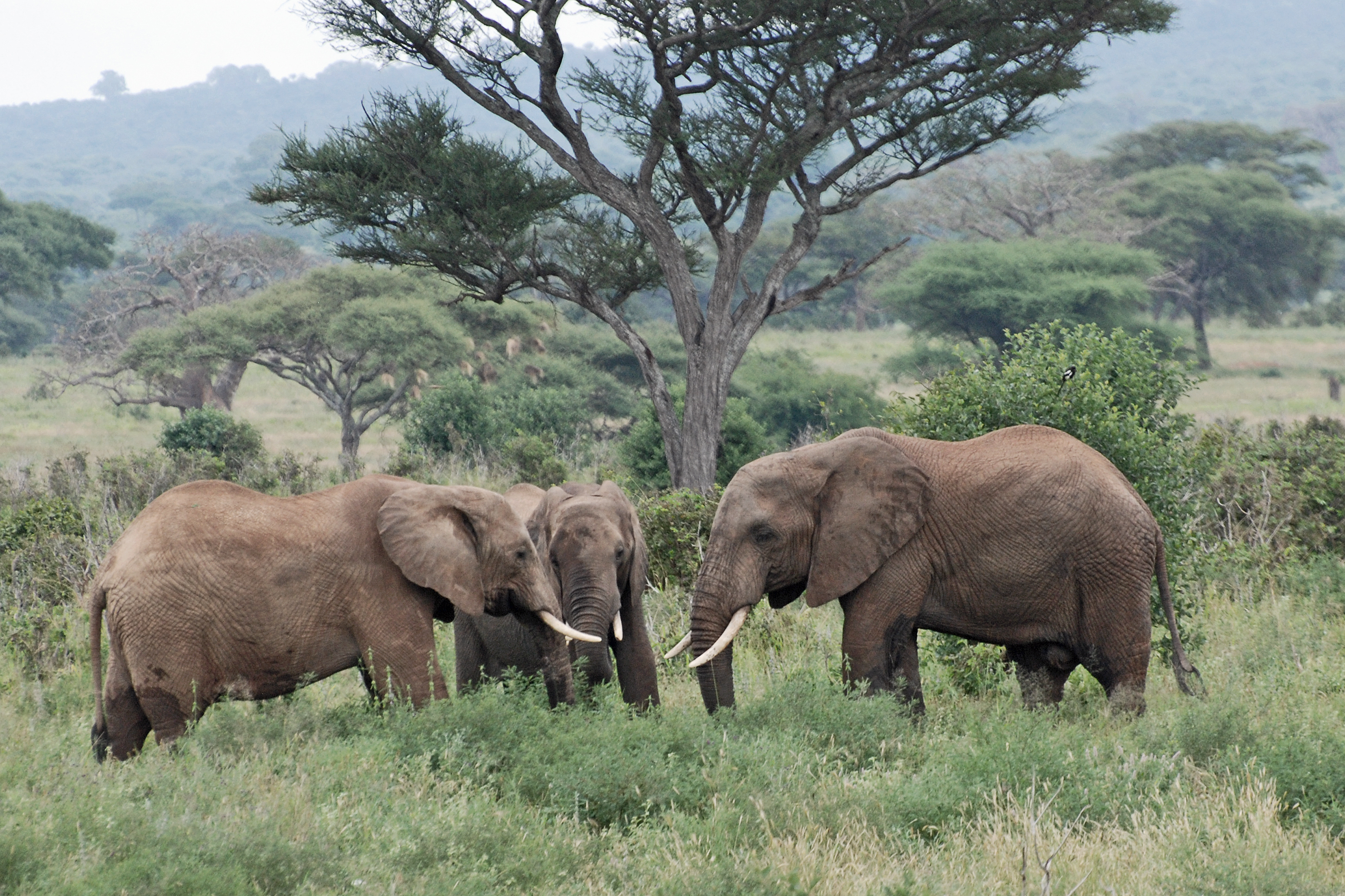 Manyara 2012 05 29 2126 (7482095928)