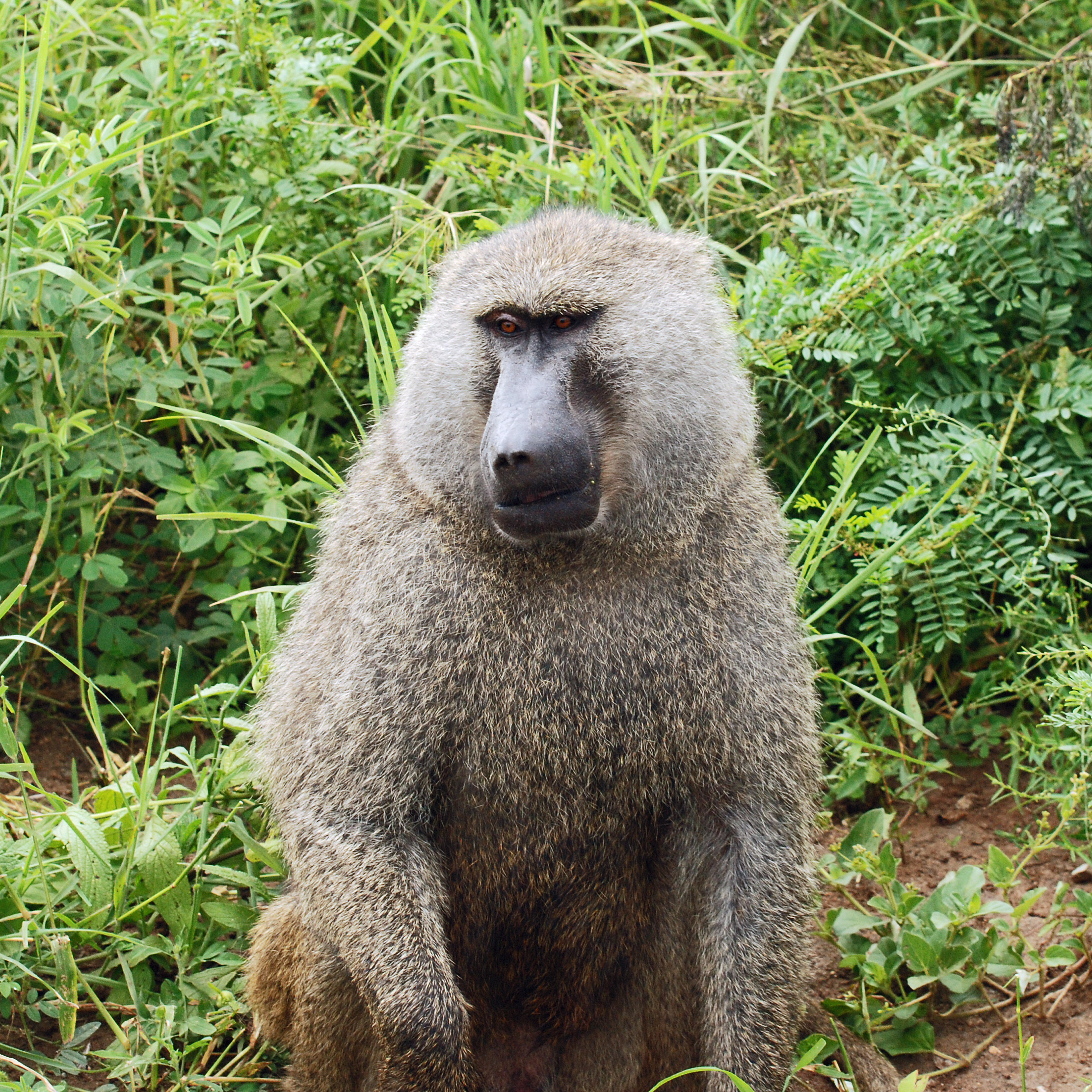 Manyara 2012 05 29 2142 (7482091664)