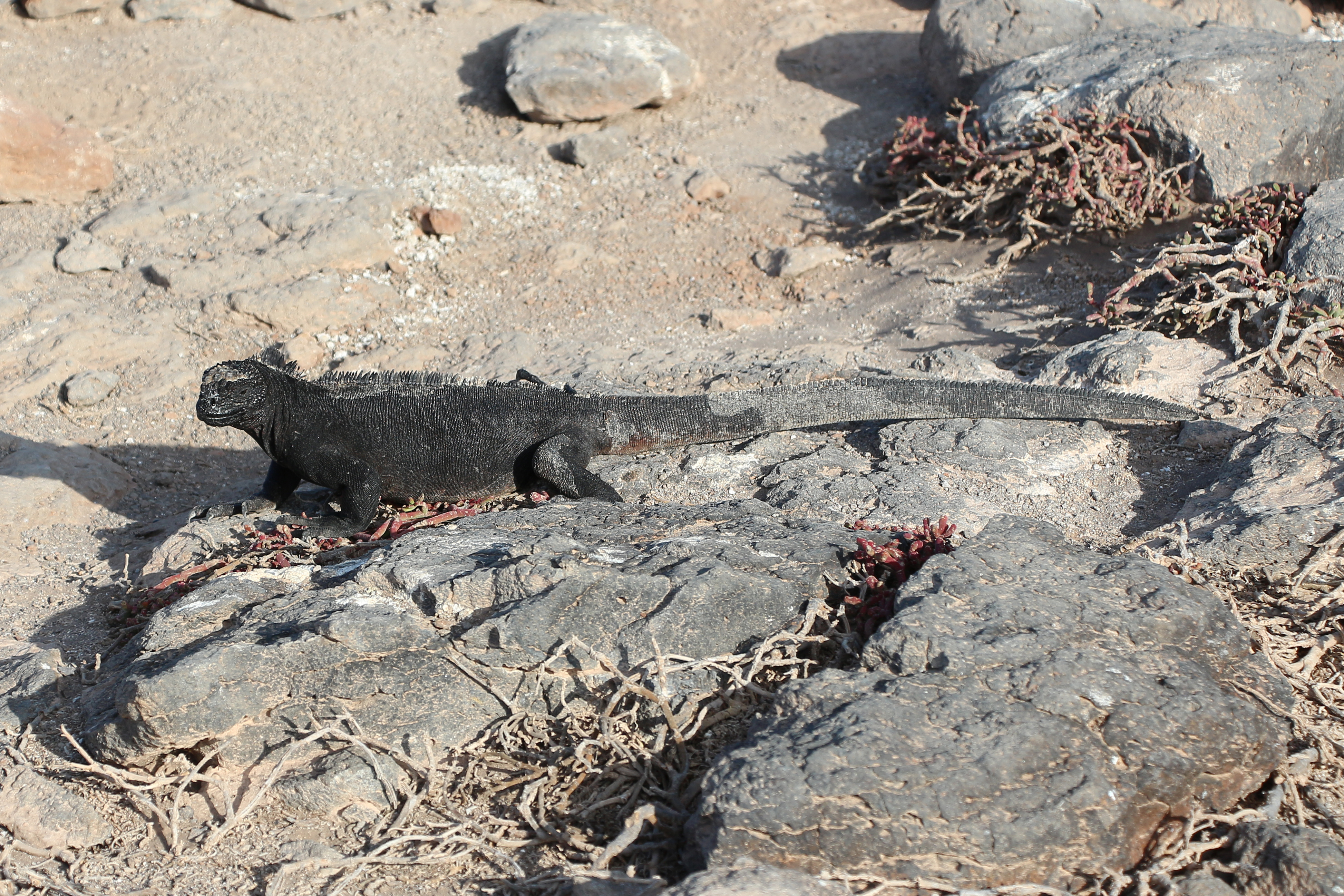 Marine iguana 02