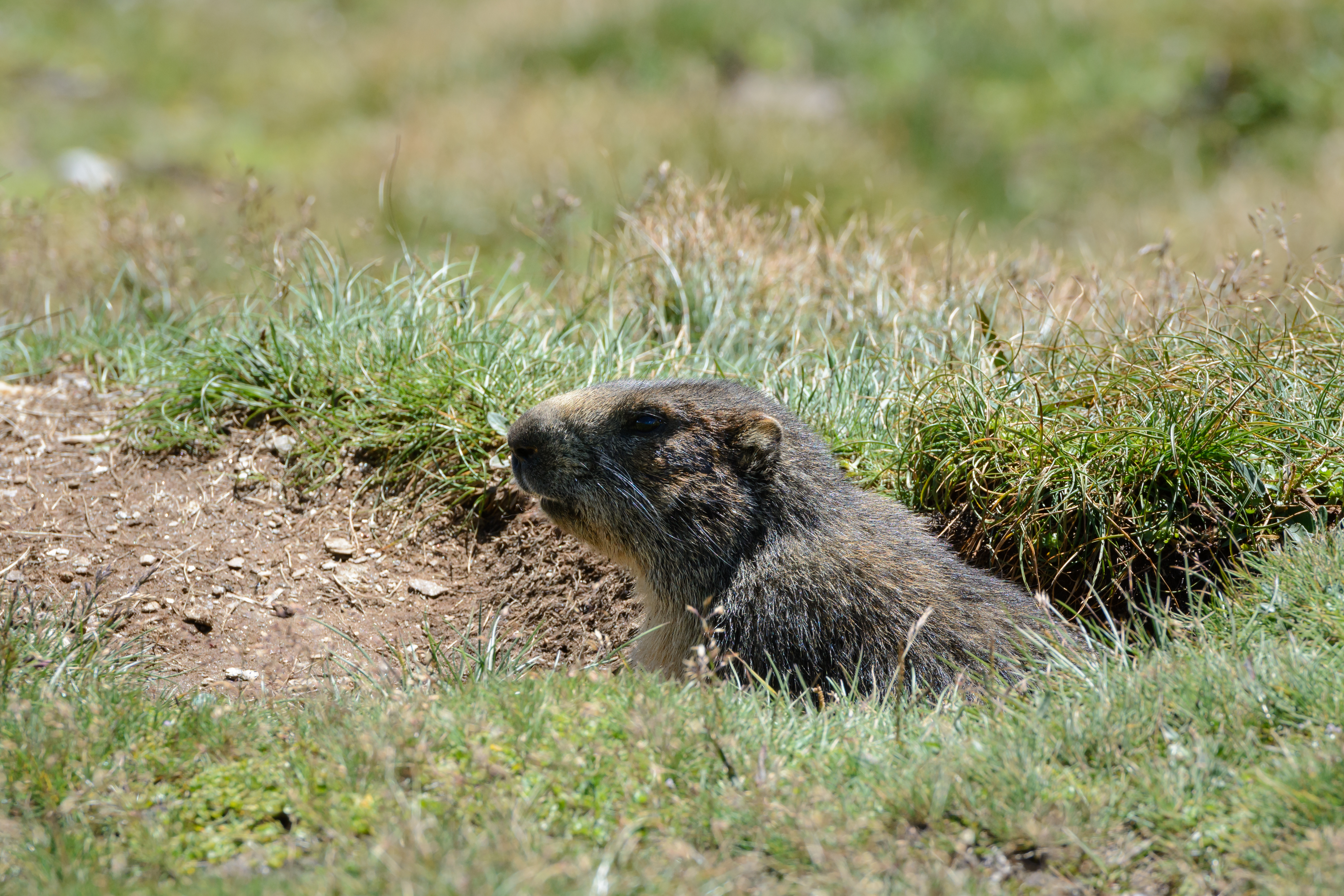 Marmota marmota Tauerntal 20160807 A01