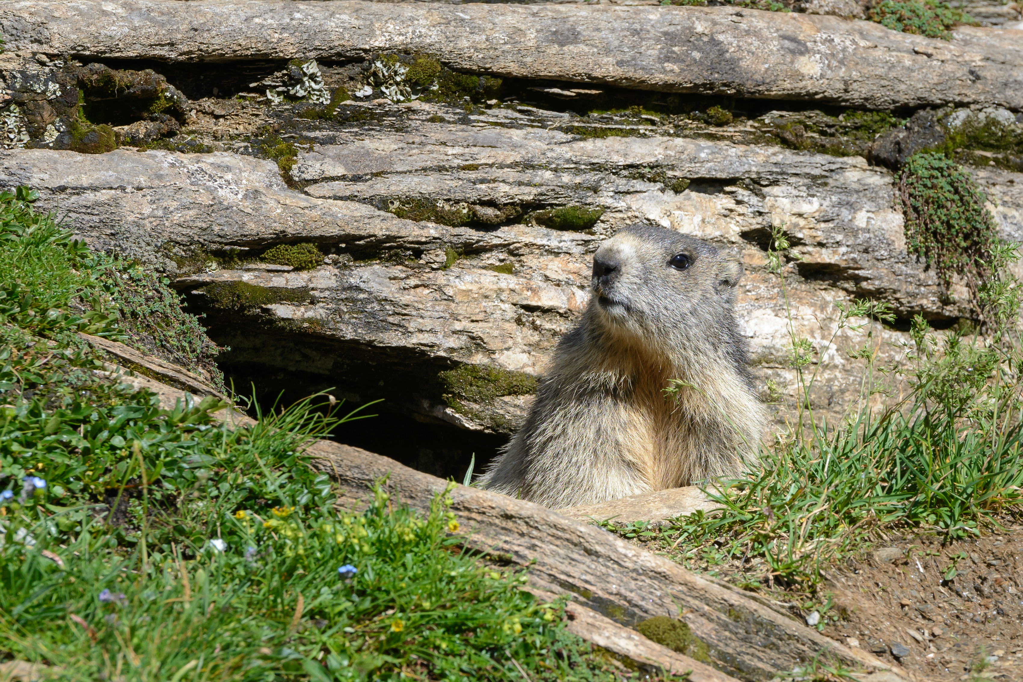 Marmota marmota Tauerntal 20160807 B02
