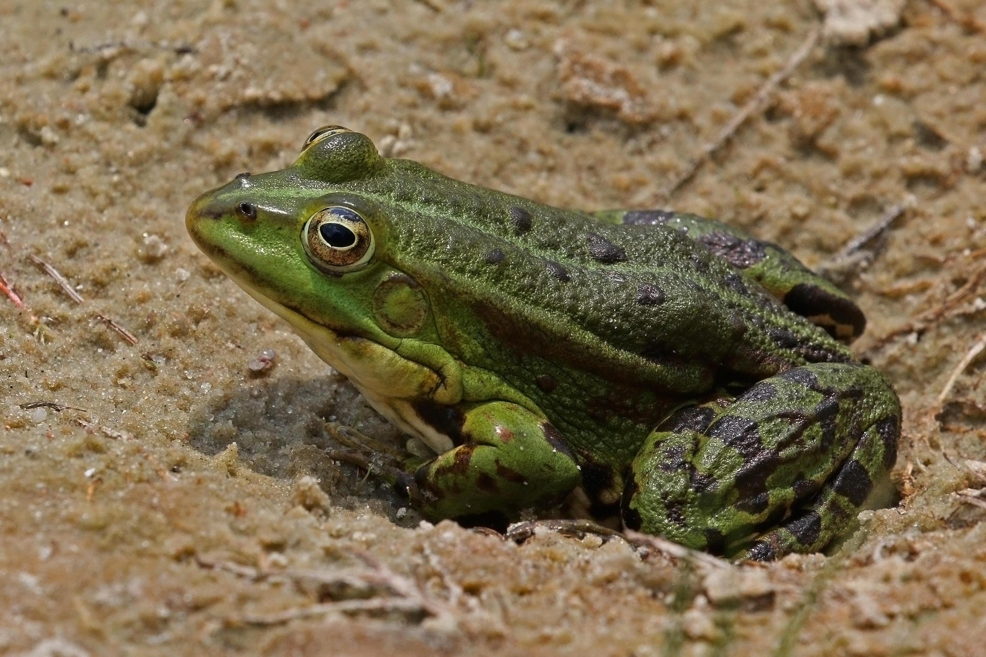Marsh frog (Pelophylax ridibundus)