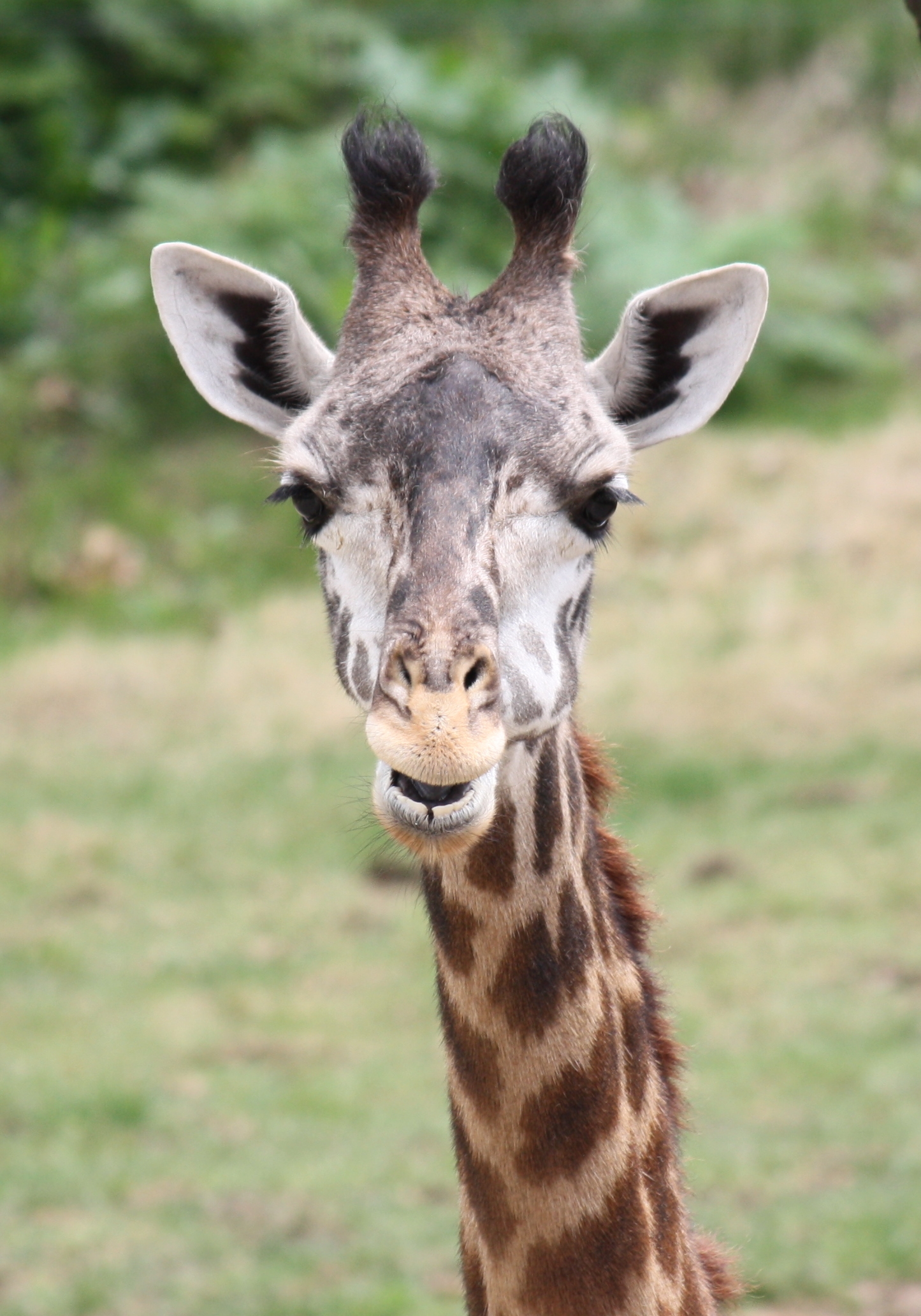 Masai Giraffe 0258