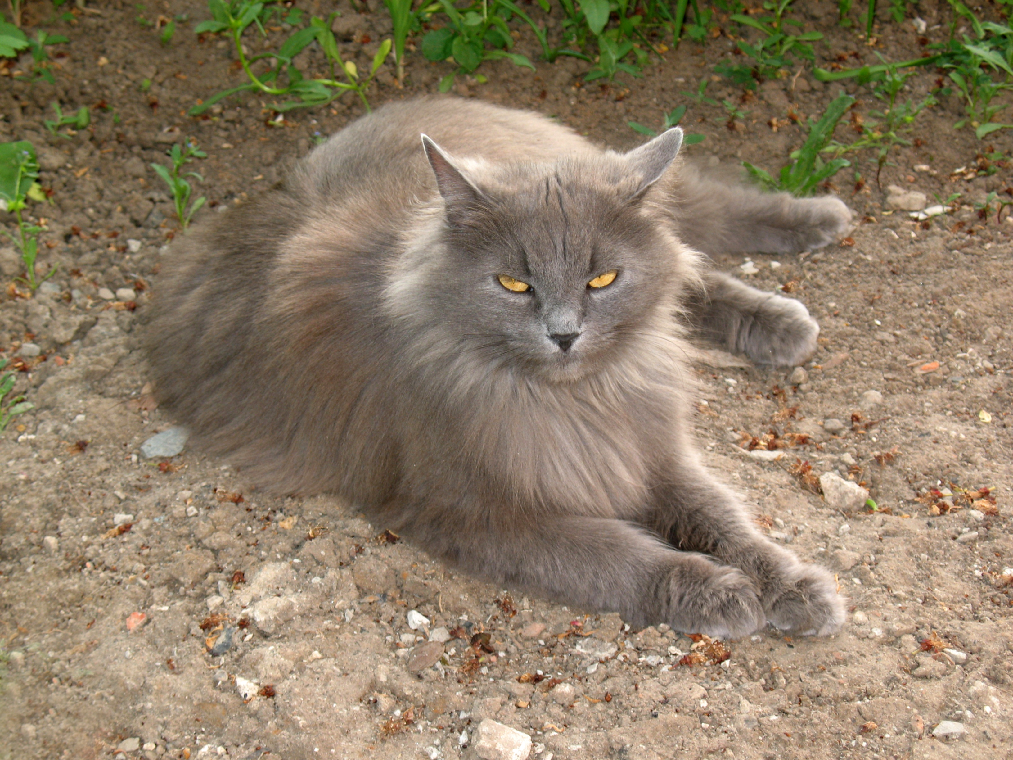 May cat