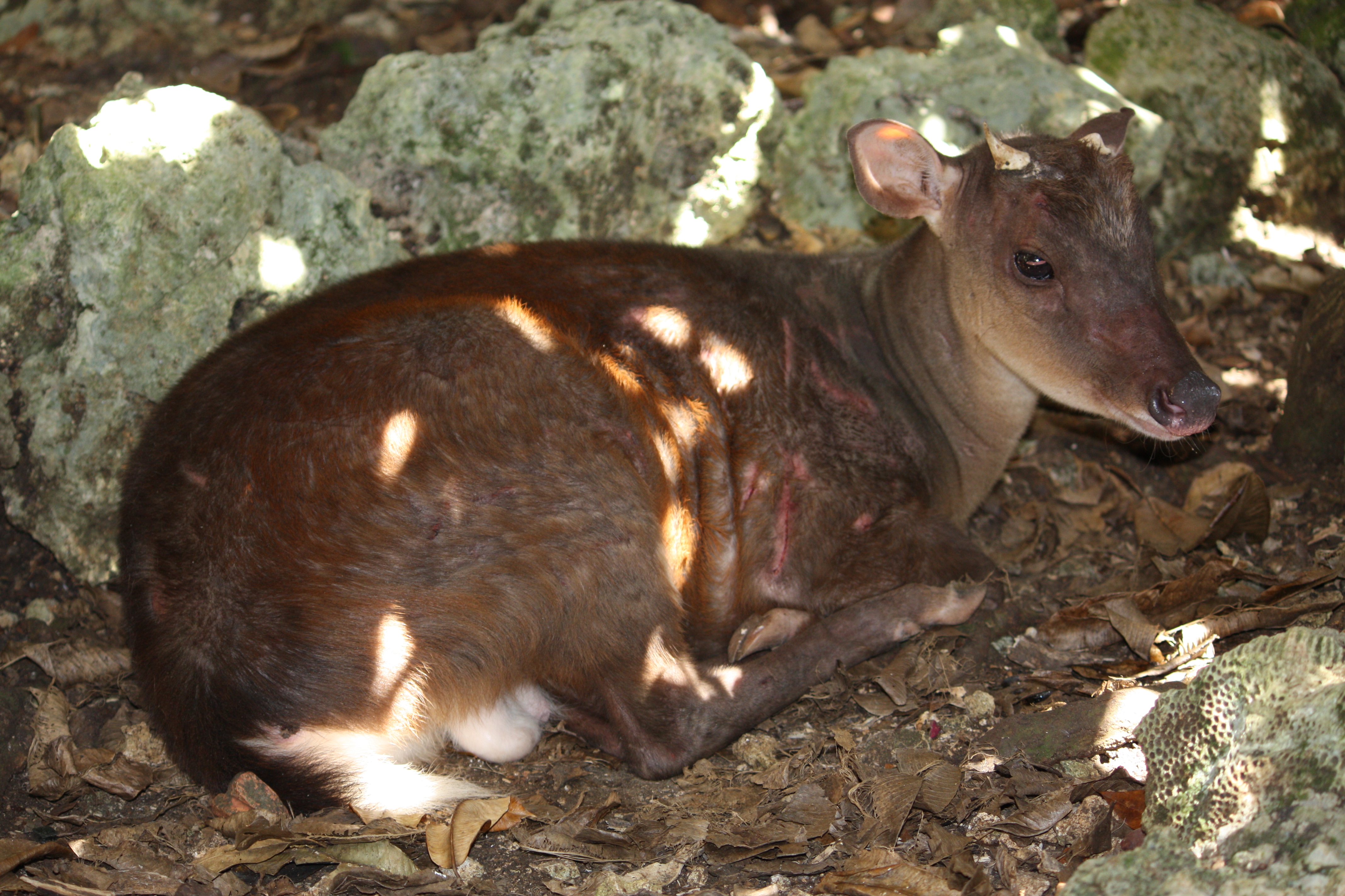 Mazama americana in Barbados Wildlife Reserve 02