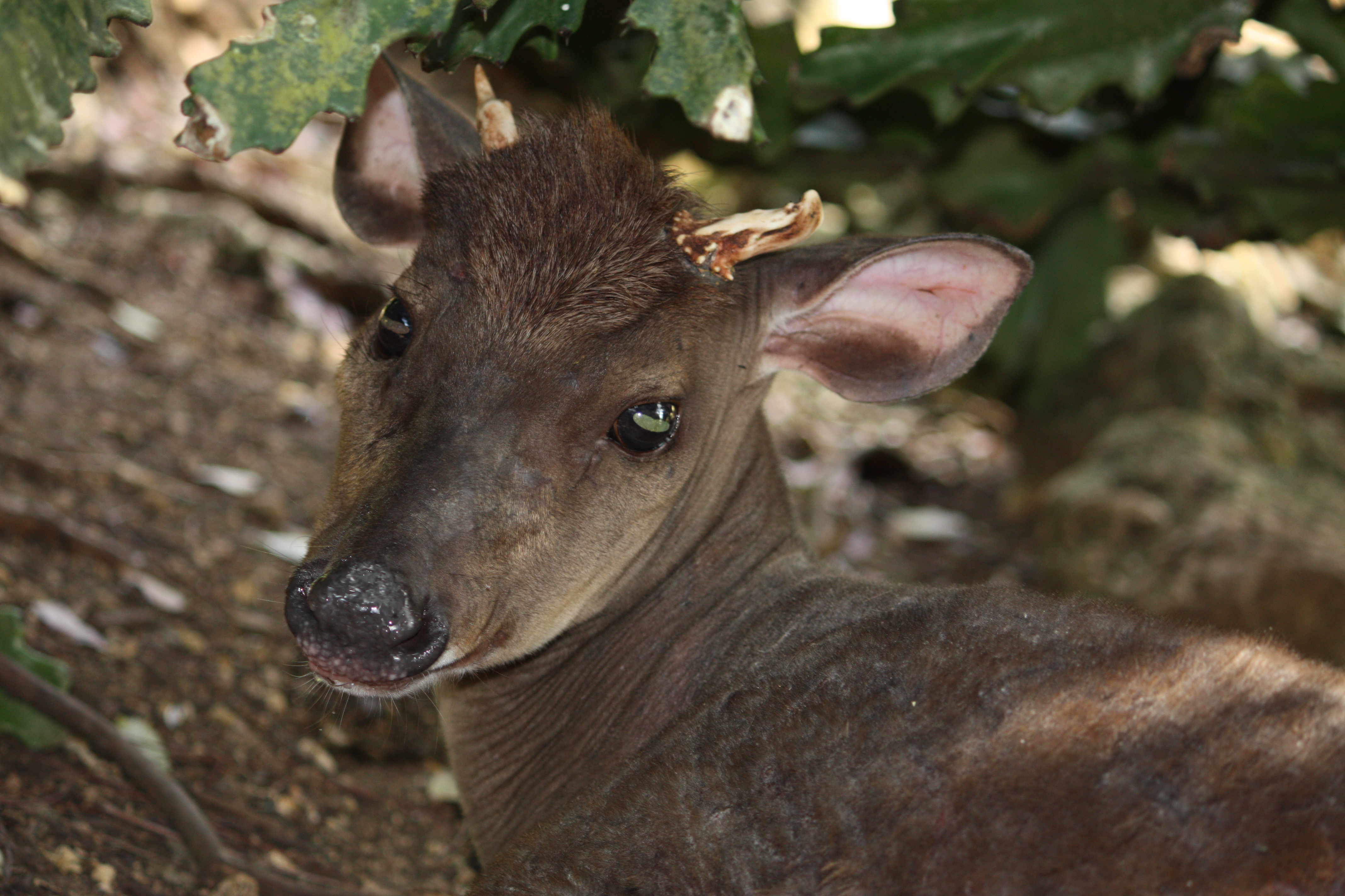 Mazama americana in Barbados Wildlife Reserve 06