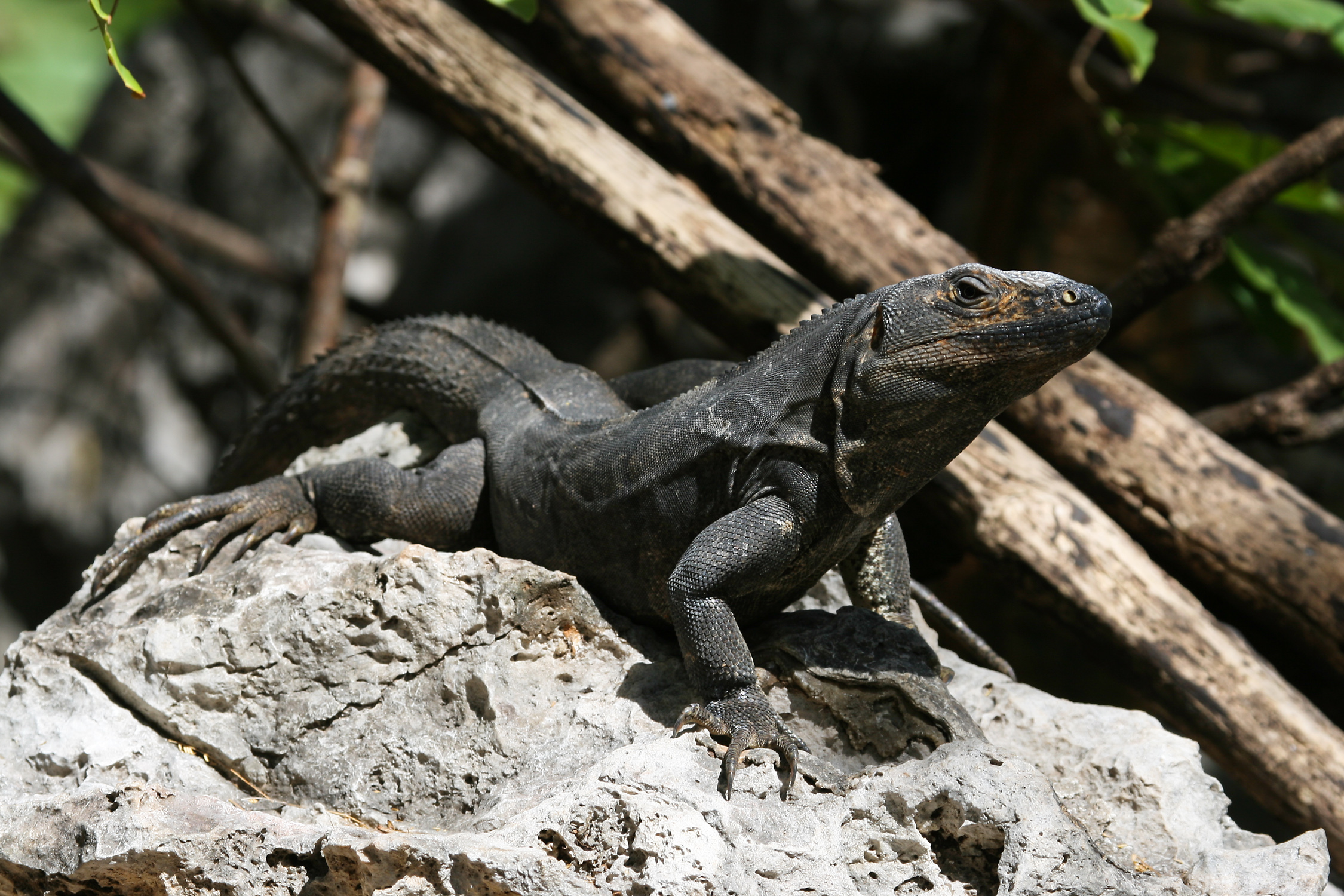 MC Ctenosaur female