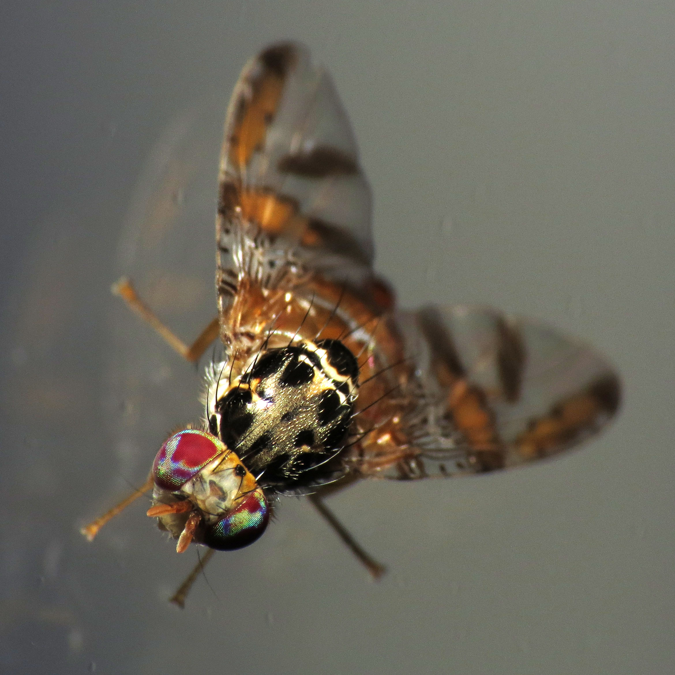 Mediterranean Fruit Fly Female (8543656098)