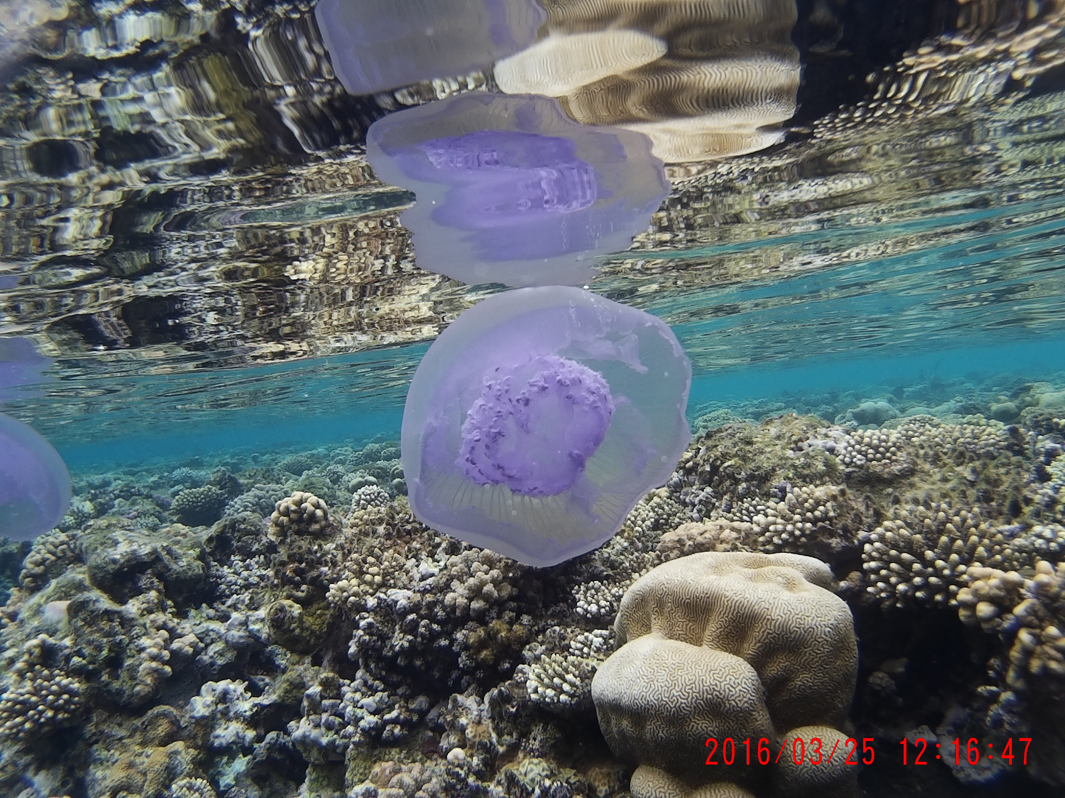 Medusozoa 