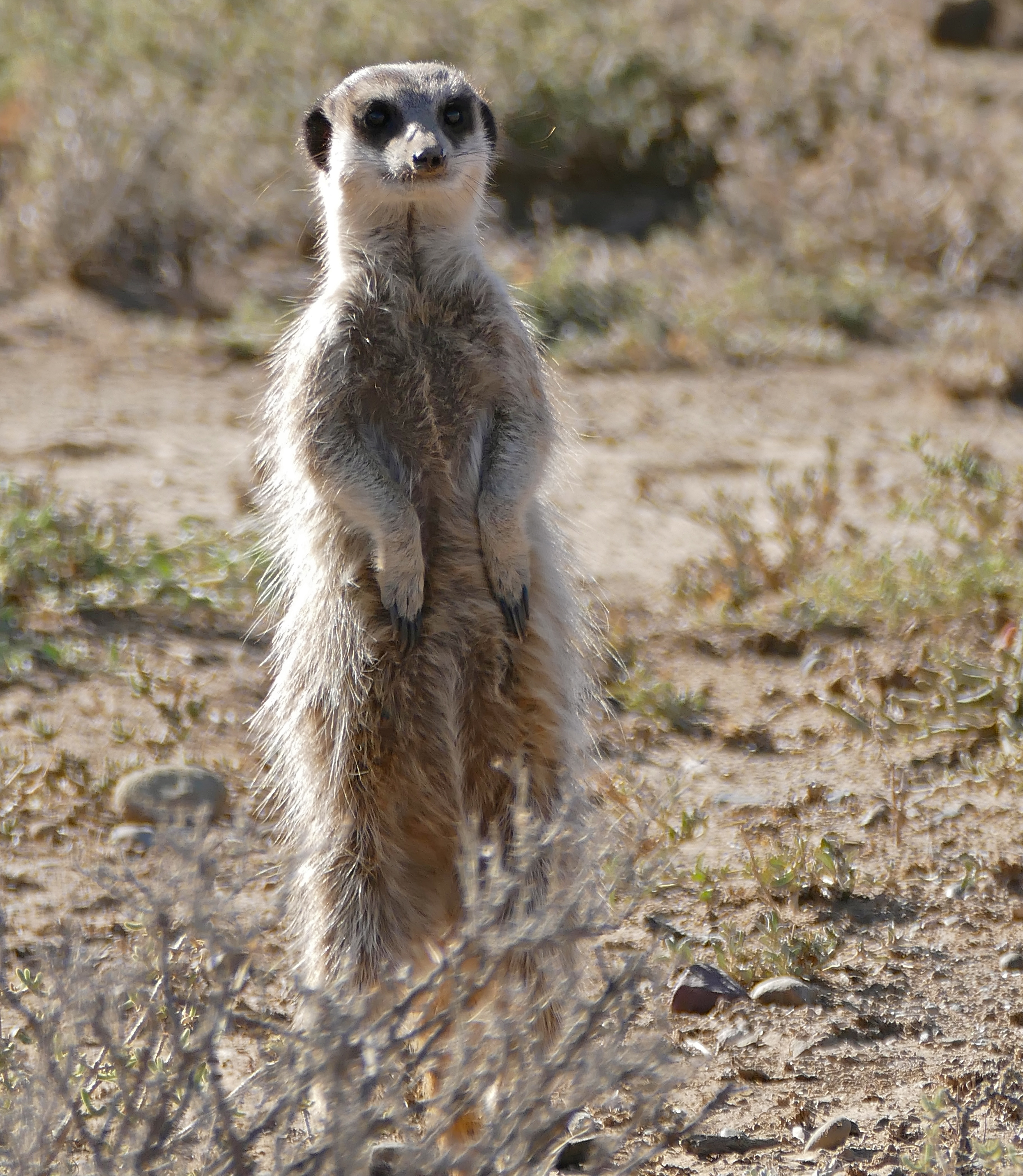 Meerkat (Suricata suricatta) sentinel looking out ... (31721712844)