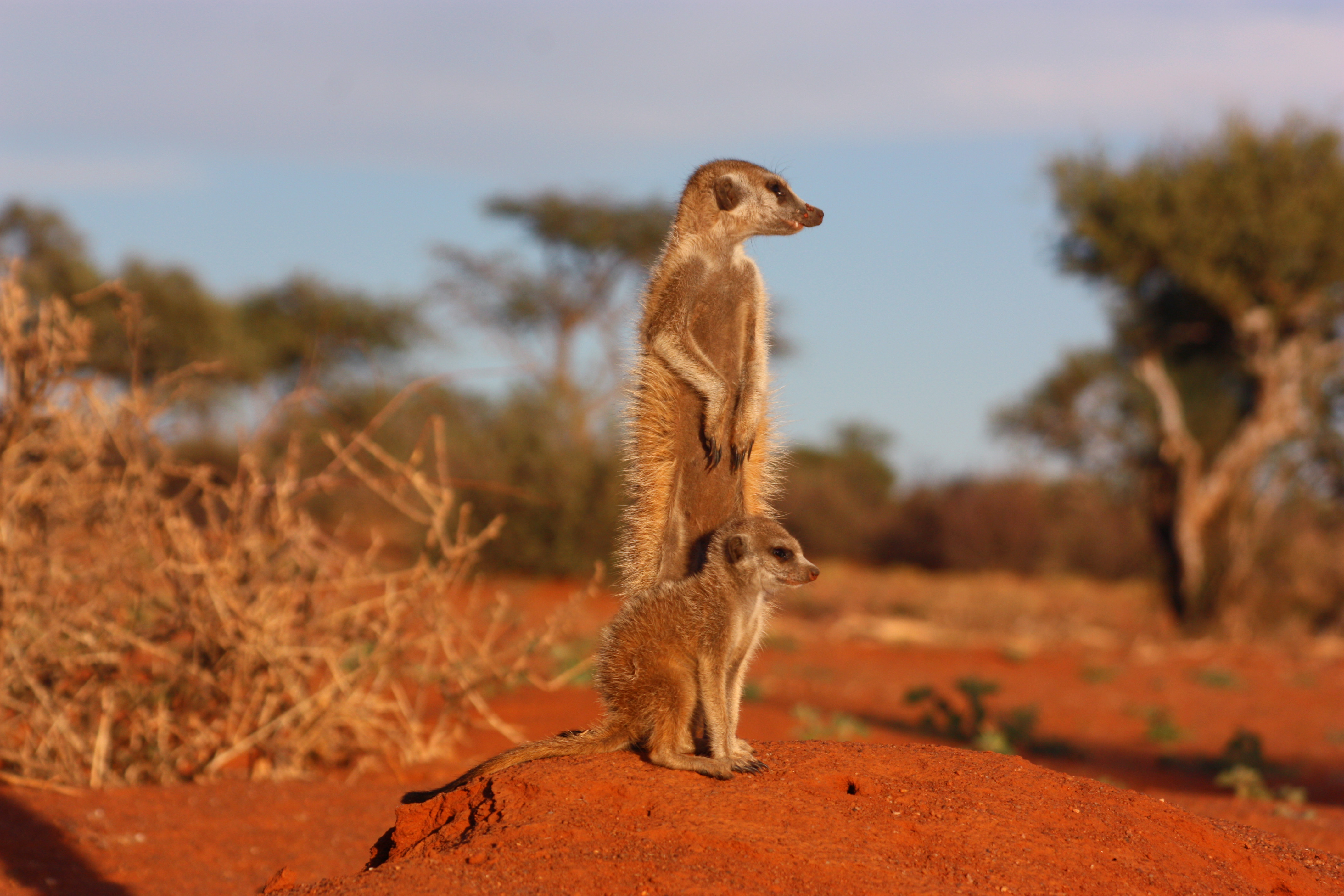Meerkat and pup