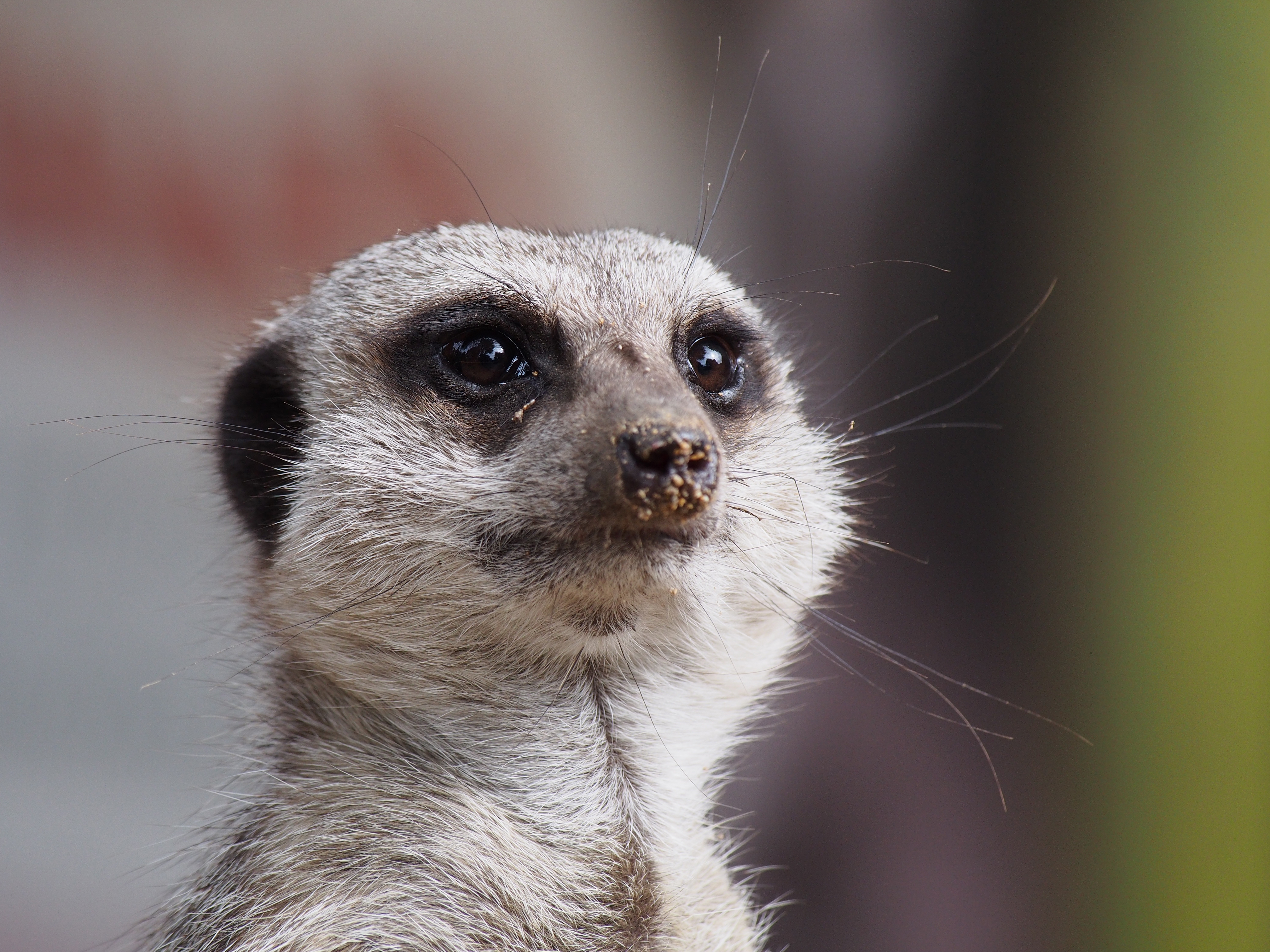 Meerkat stare