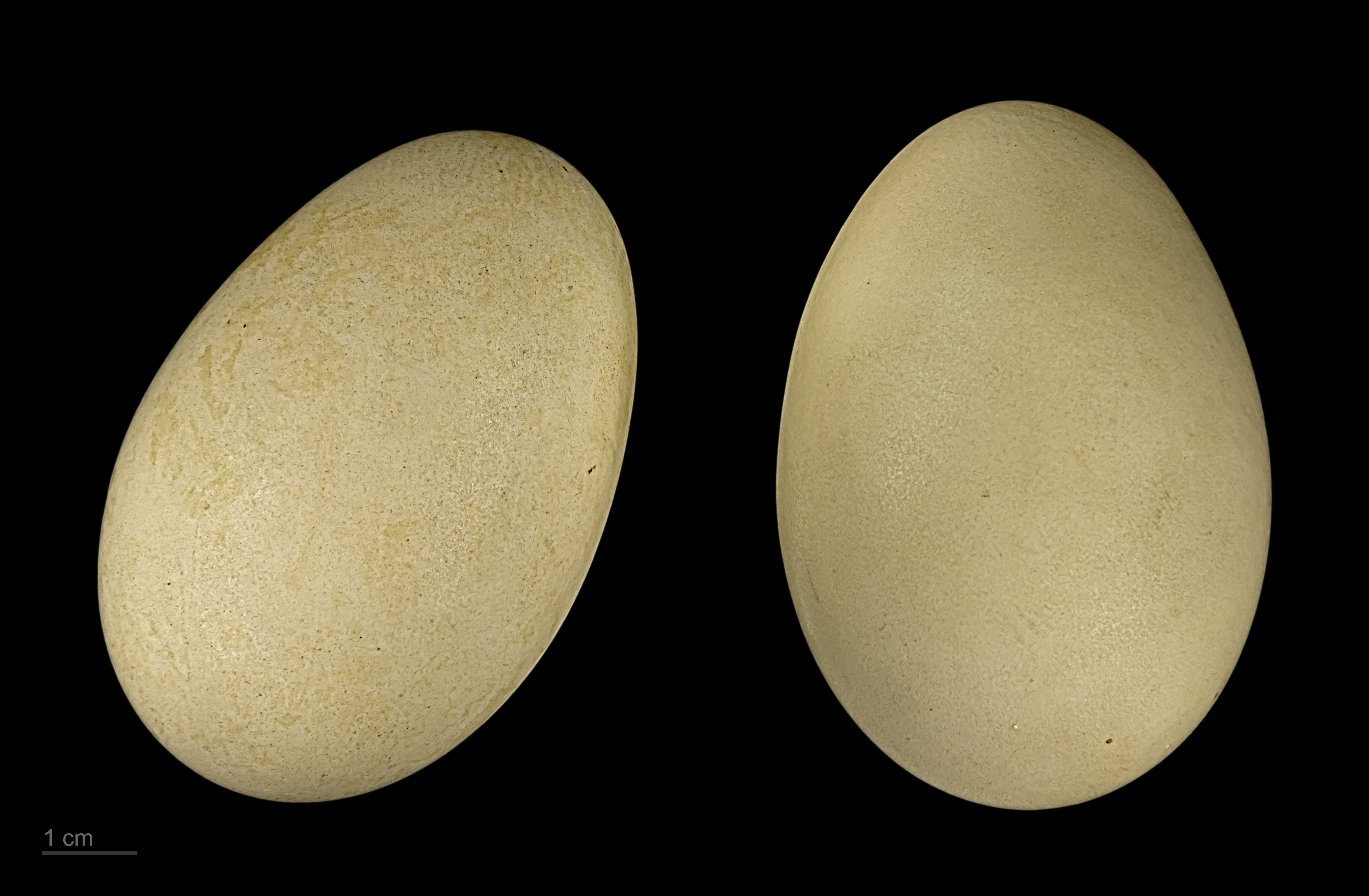 Melanitta fusca MHNT.ZOO.2010.11.28.3