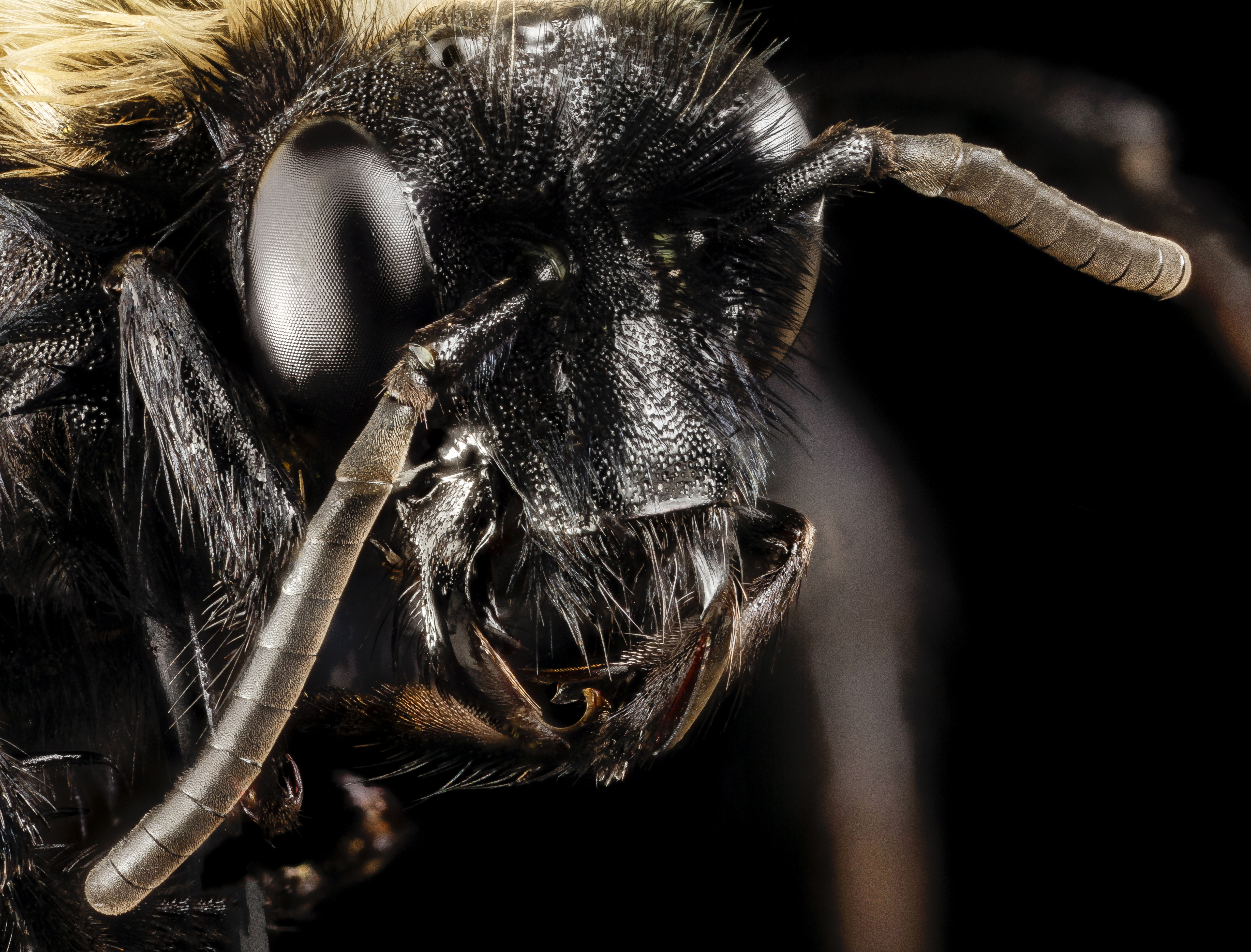 Melecta pacifica, f, face, Prince Georges county 2015-05-14-09.13.54 ZS PMax (17489045138)