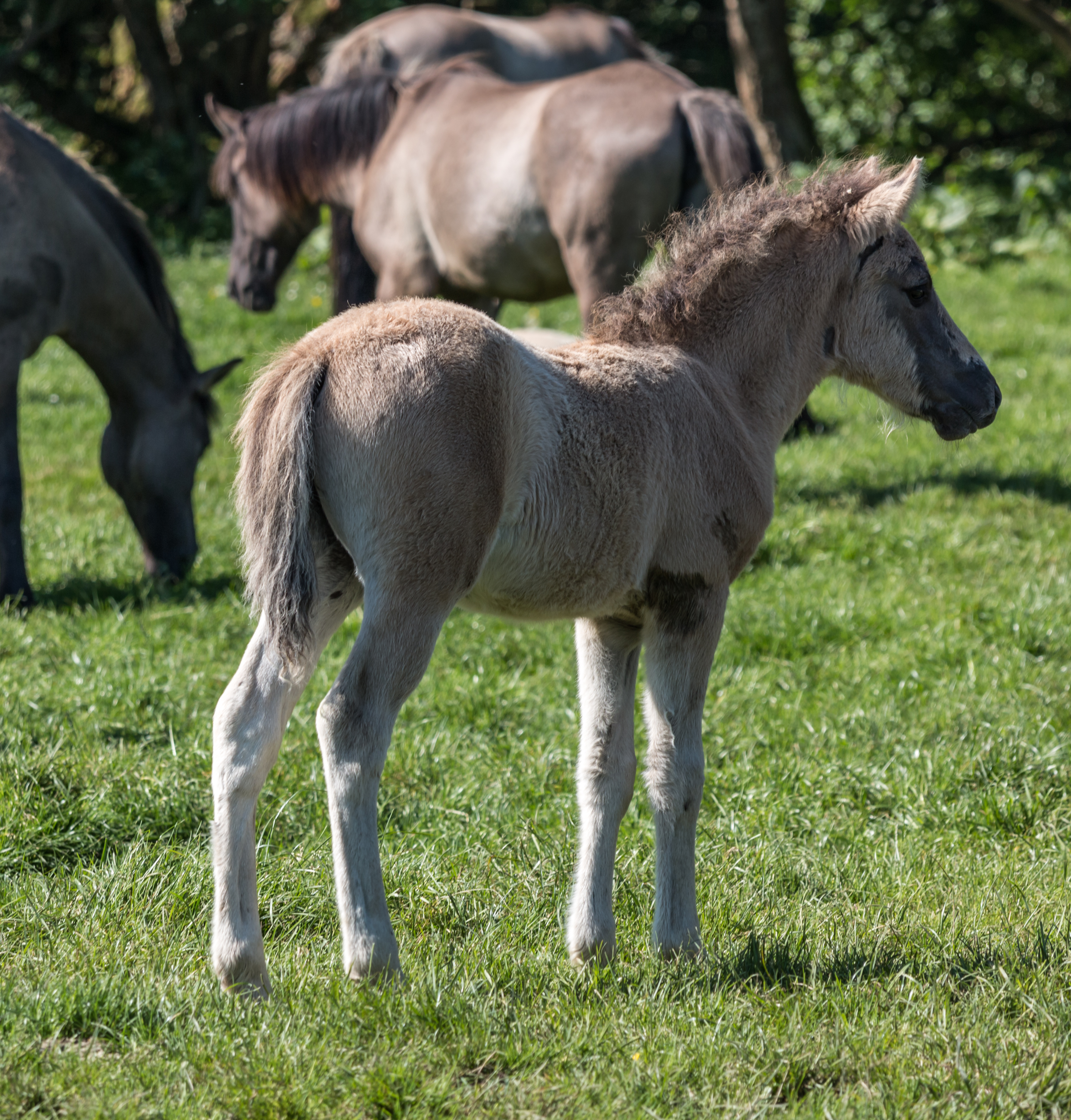 Merfeld, Wildpferdefang -- 2014 -- 0341