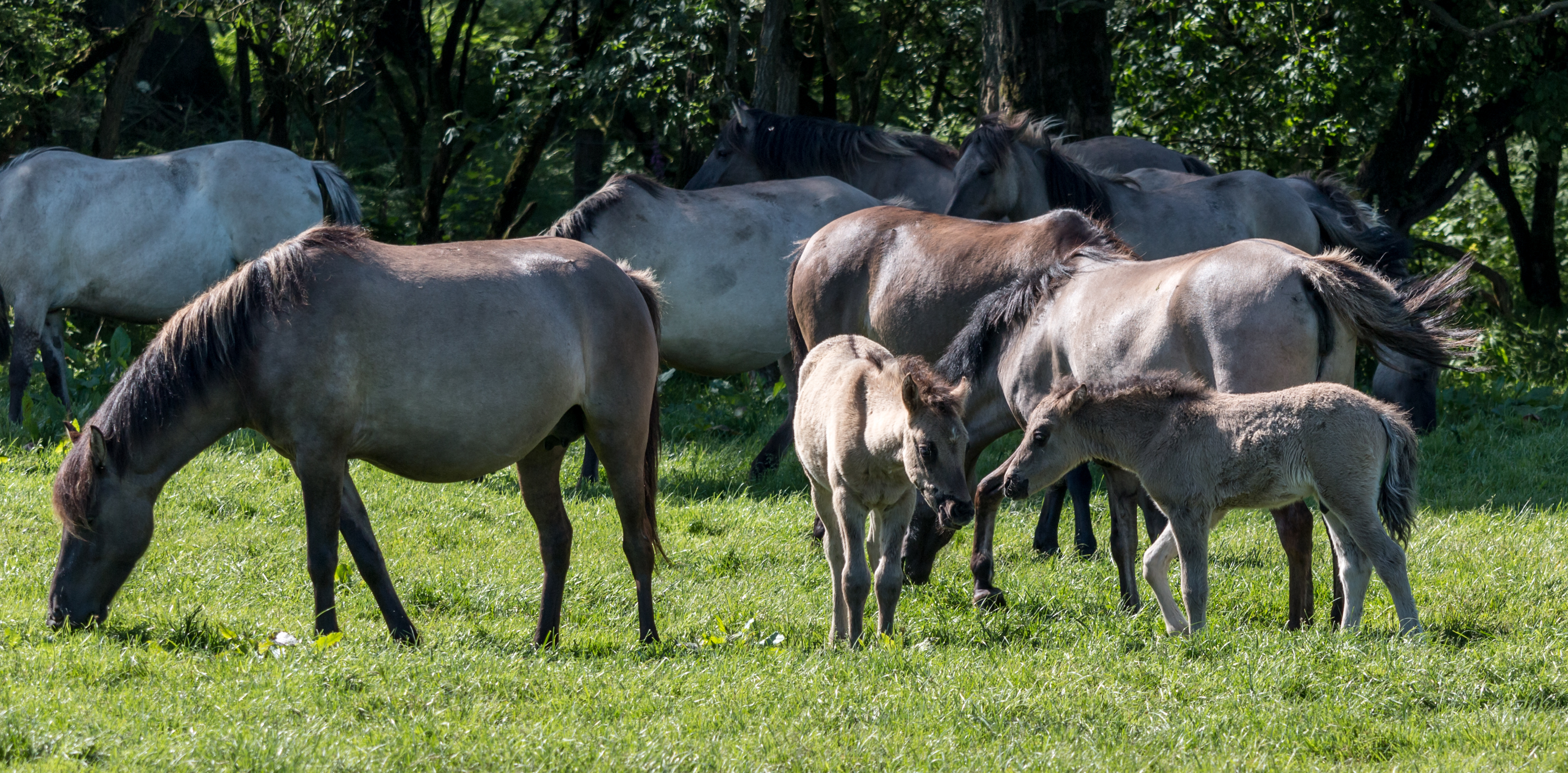 Merfeld, Wildpferdefang -- 2014 -- 0354