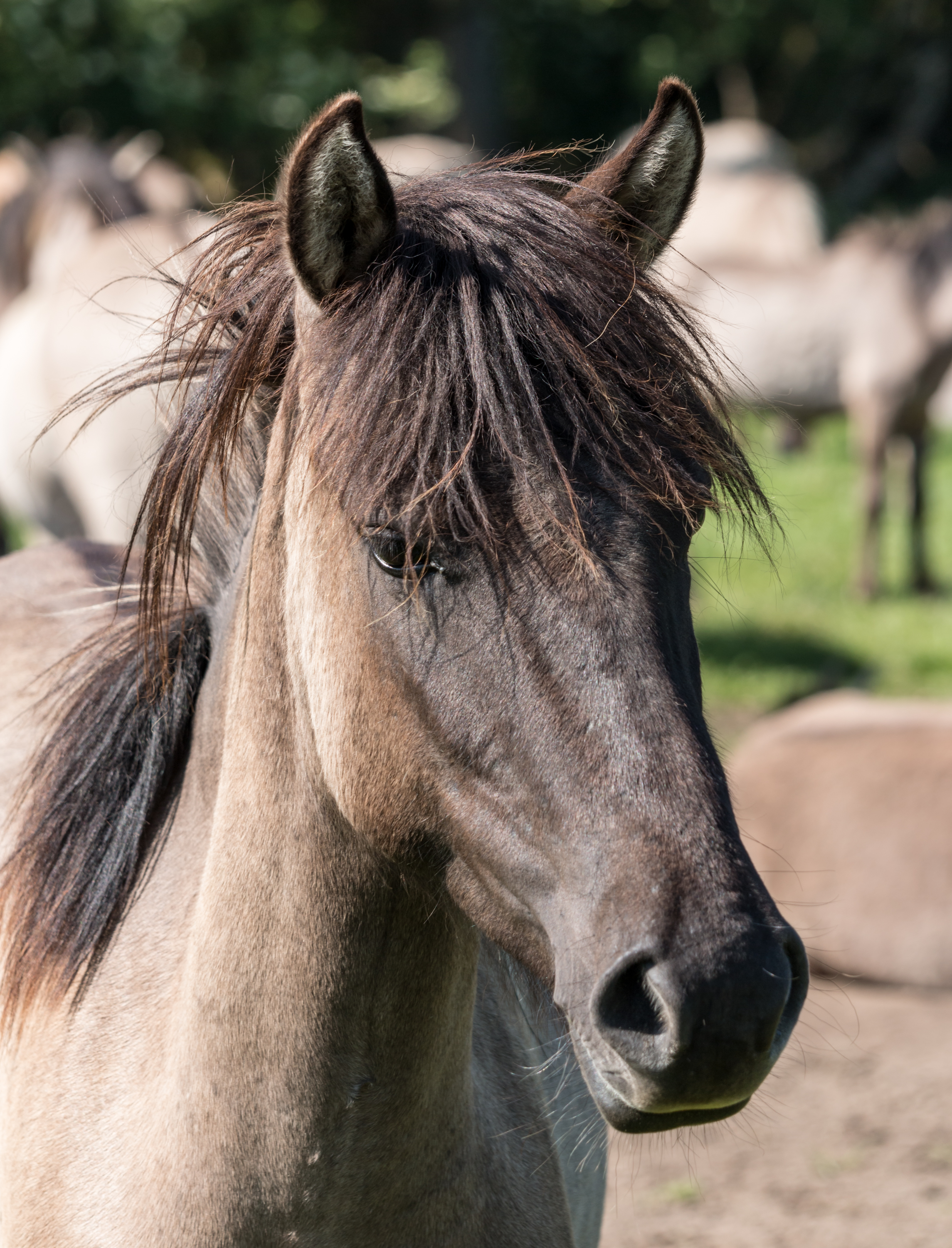Merfeld, Wildpferdefang -- 2014 -- 0361