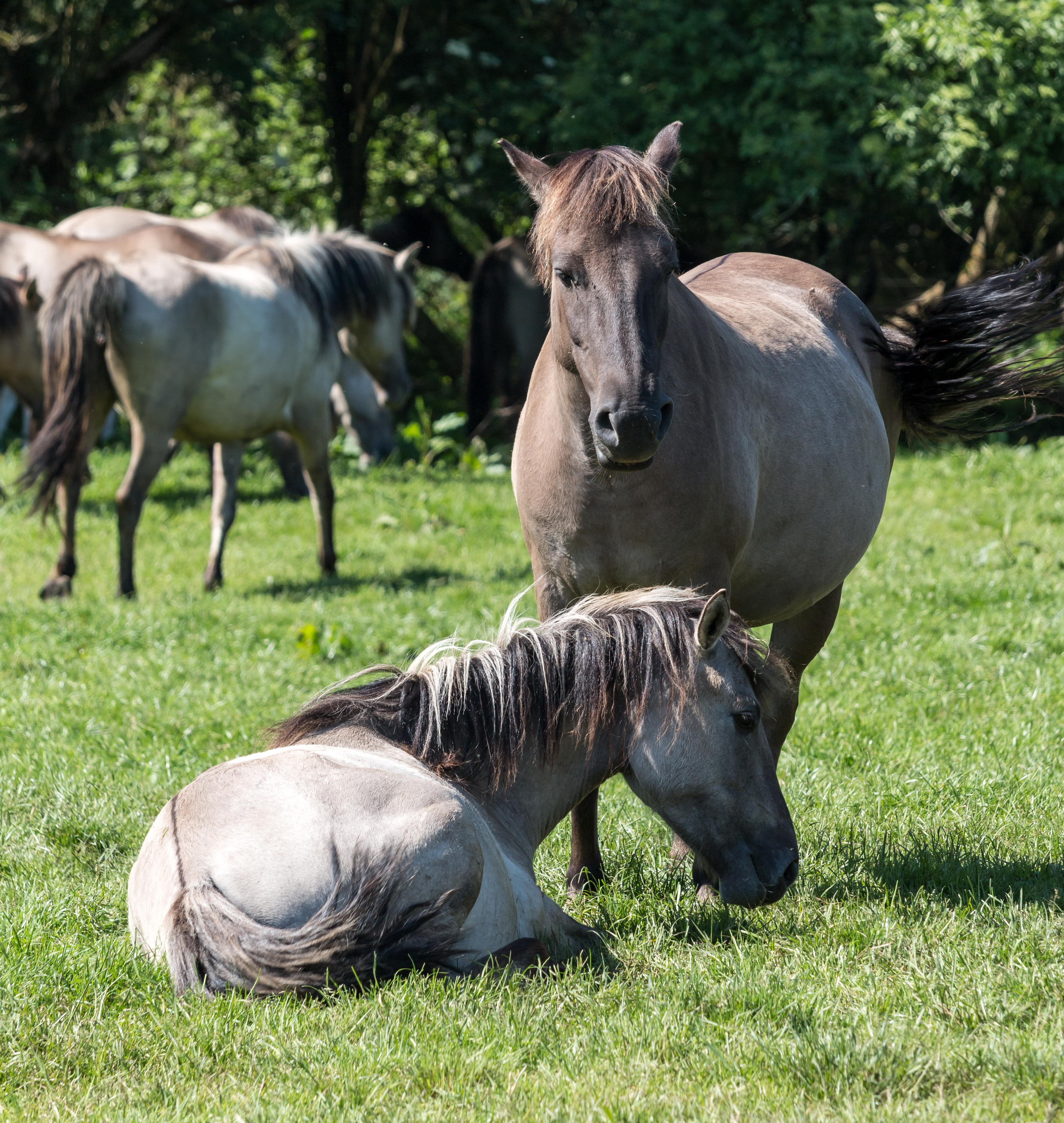 Merfeld, Wildpferdefang -- 2014 -- 0390