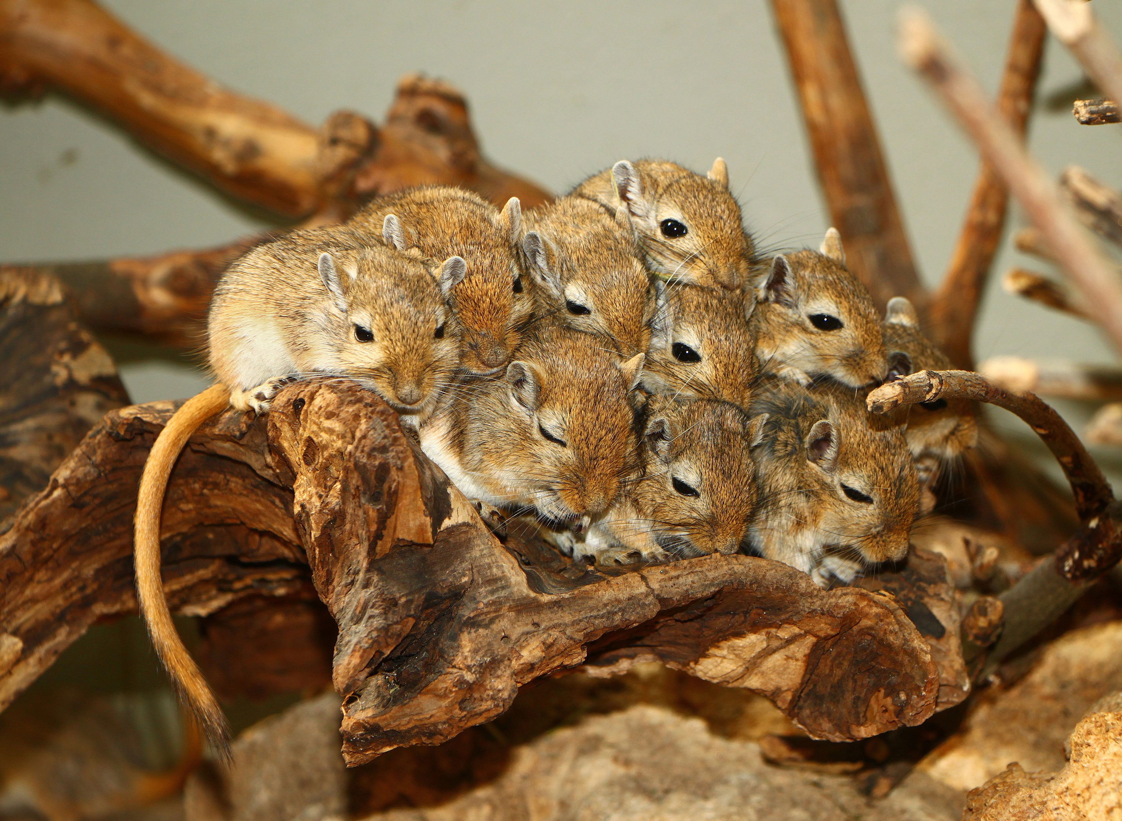 Meriones unguiculatus - Wilhelma
